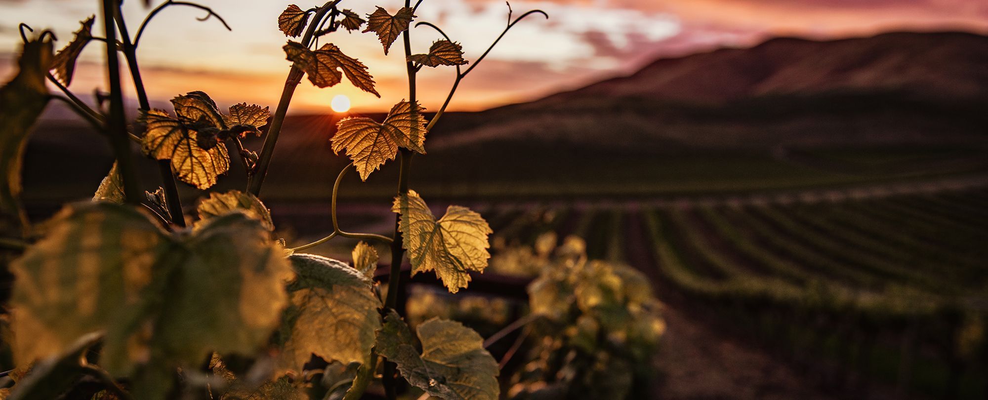 2000x810 Wine Studies