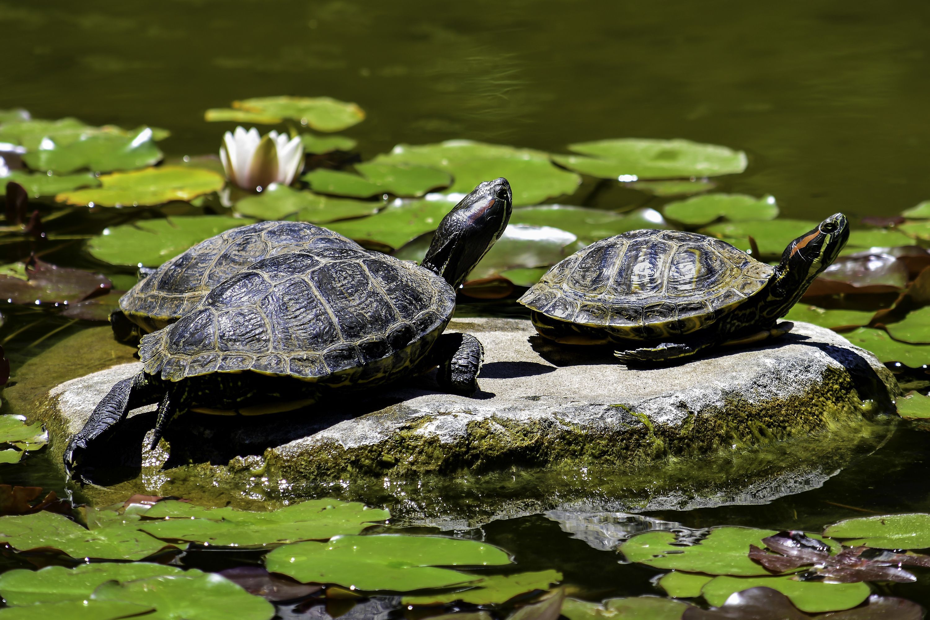 3000x2000 Animal Turtle HD Wallpaper