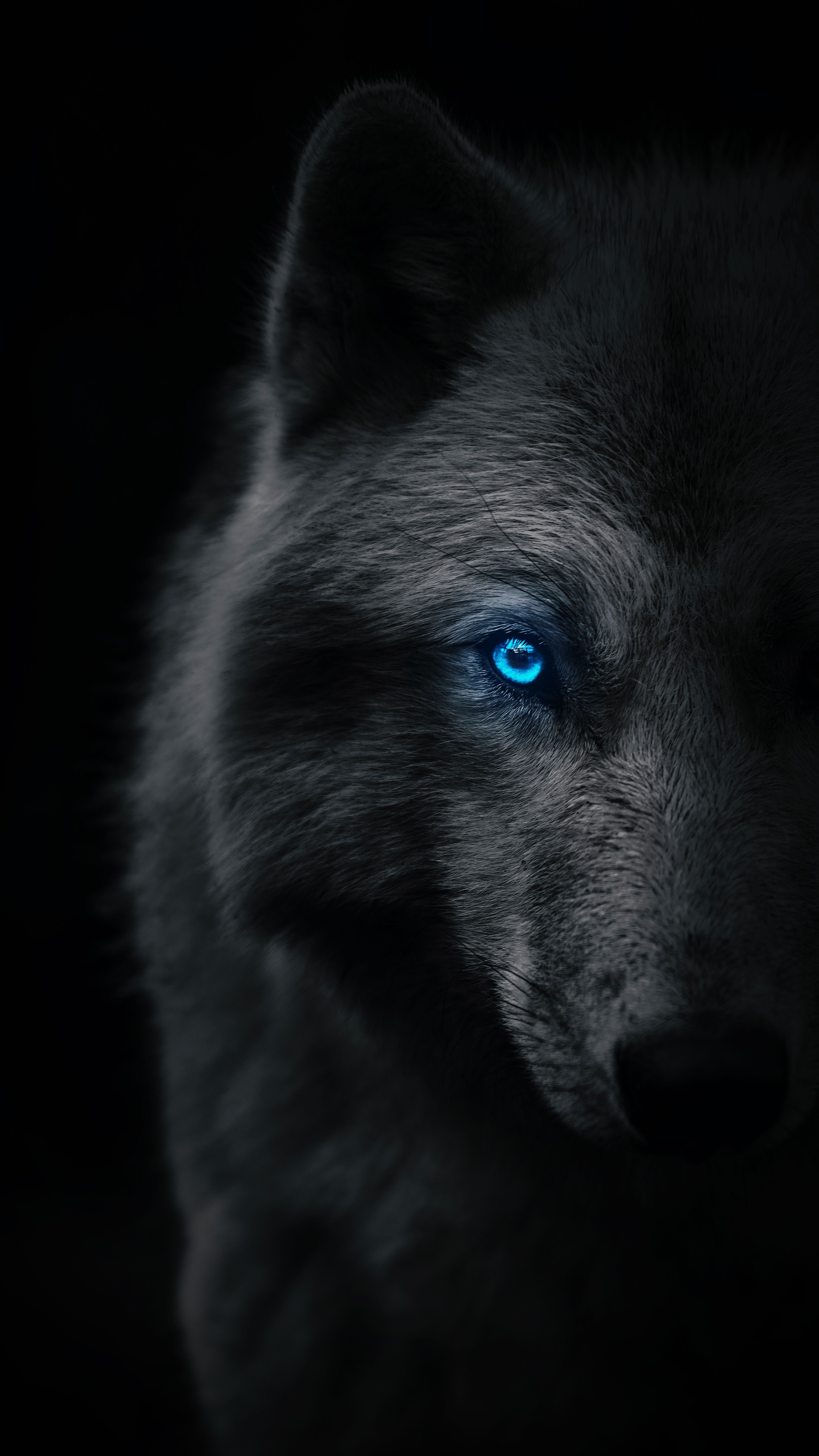 4320x7680 Wallpaper Arctic Wolf, Great Dane, Carnivore, Dog Breed, Snout, Background Free Image