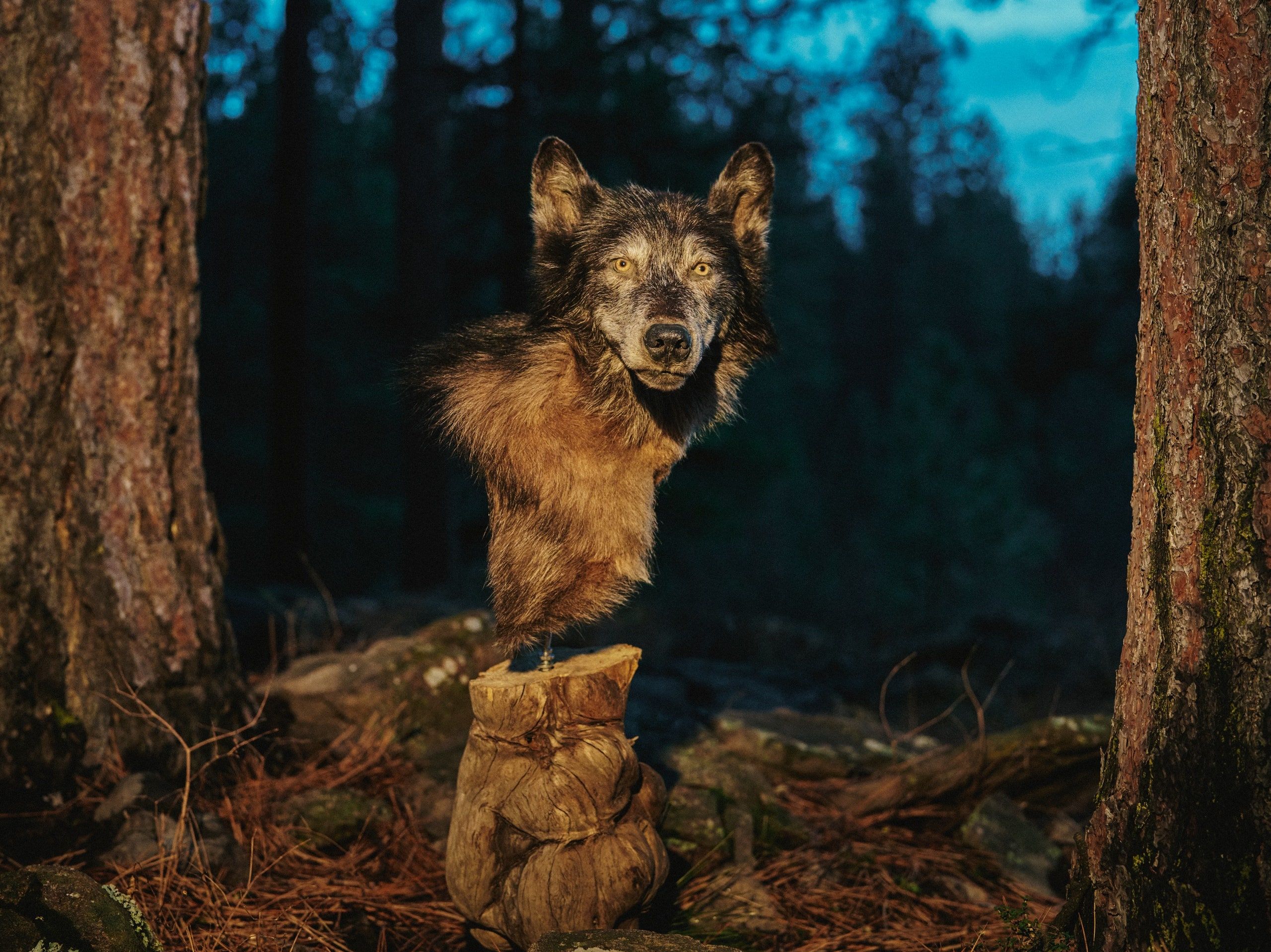 2560x1919 Killing Wolves to Own the Libs?. The New Yorker