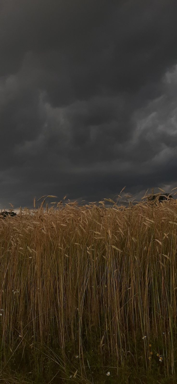 736x1595 stormy weather <3. Pretty landscapes, Dark nature aesthetic, Sky aesthetic