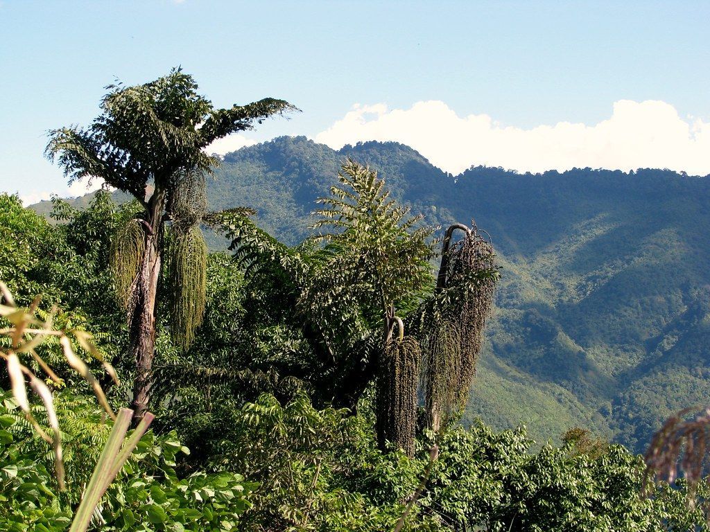 1024x768 Lush vegetation surrounding the village. India. Nagaland. L