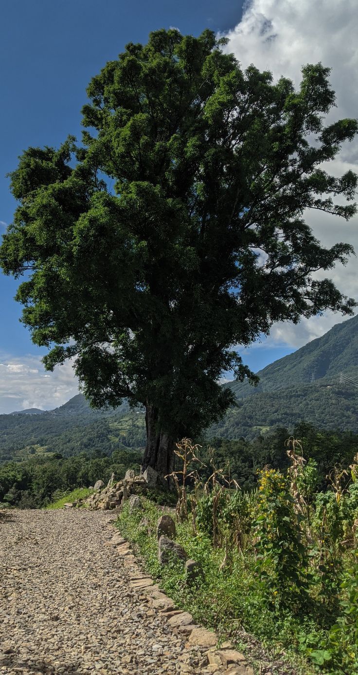 736x1385 Viswema, Nagaland. Natural landmarks, Country roads, Outdoor