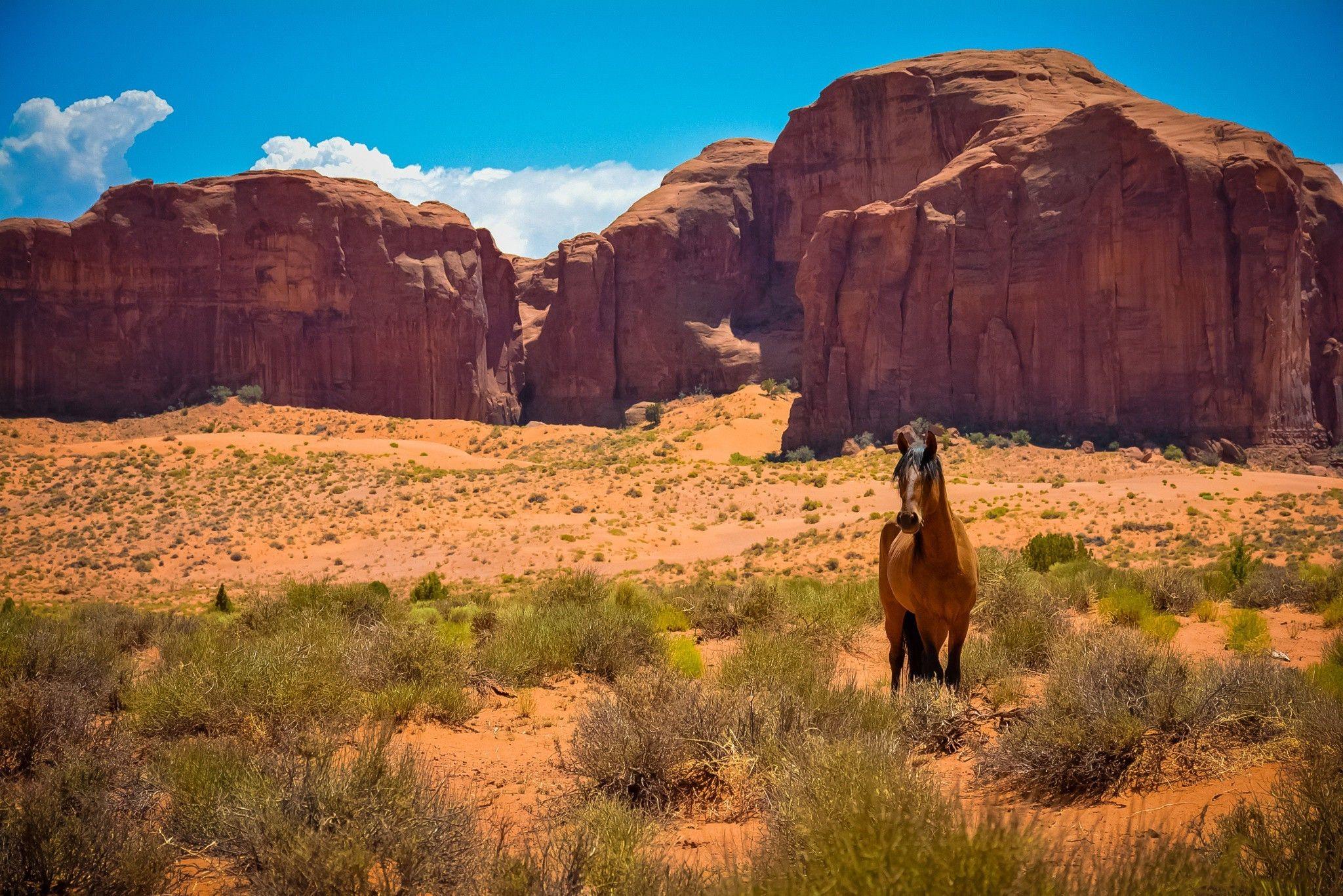 2048x1367 nature, Sandstone, Horse, Desert, Landscape Wallpaper HD / Desktop