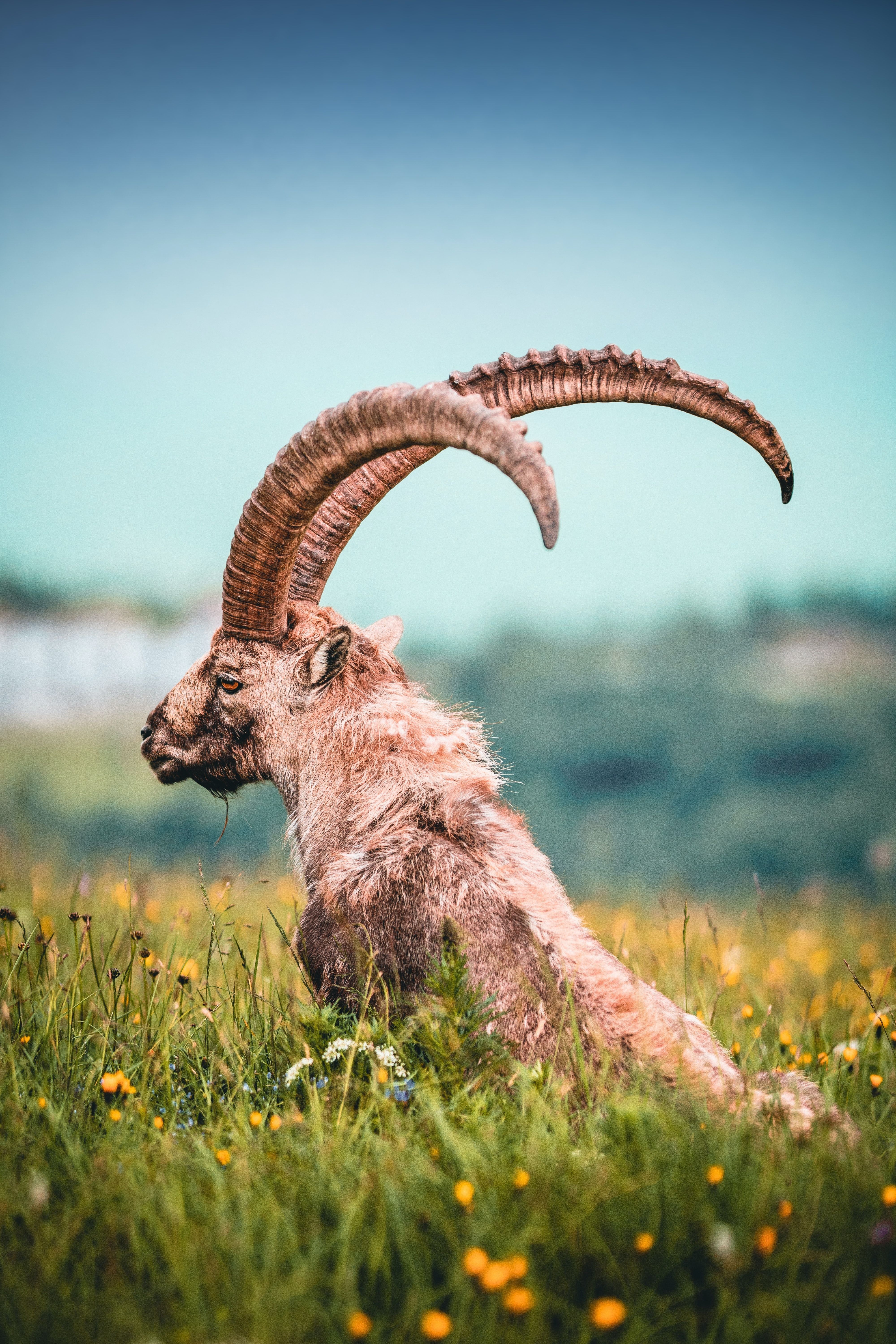 4000x6000 Alpine ibex Wallpaper Download