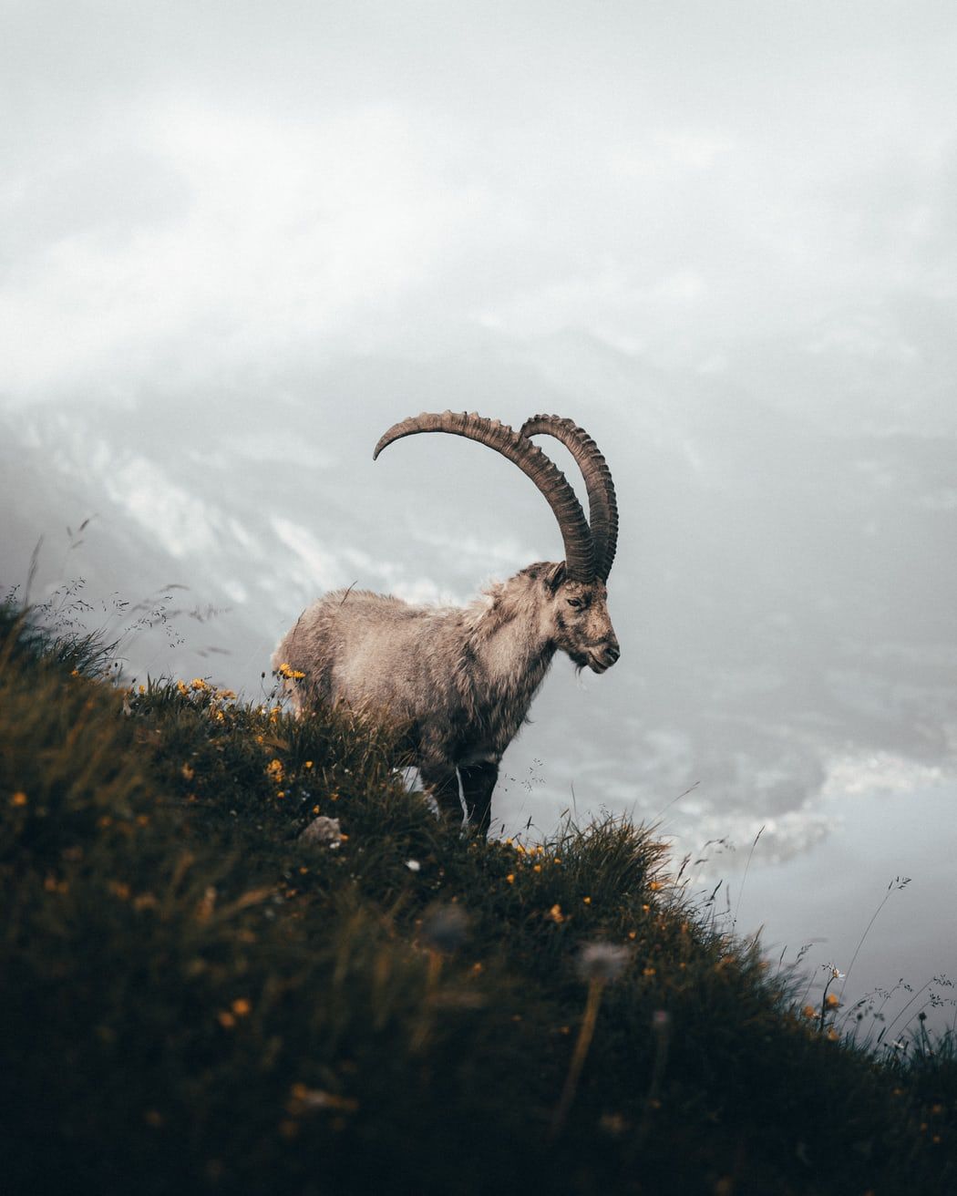 1050x1312 white mountain goat on green grass field near river photo