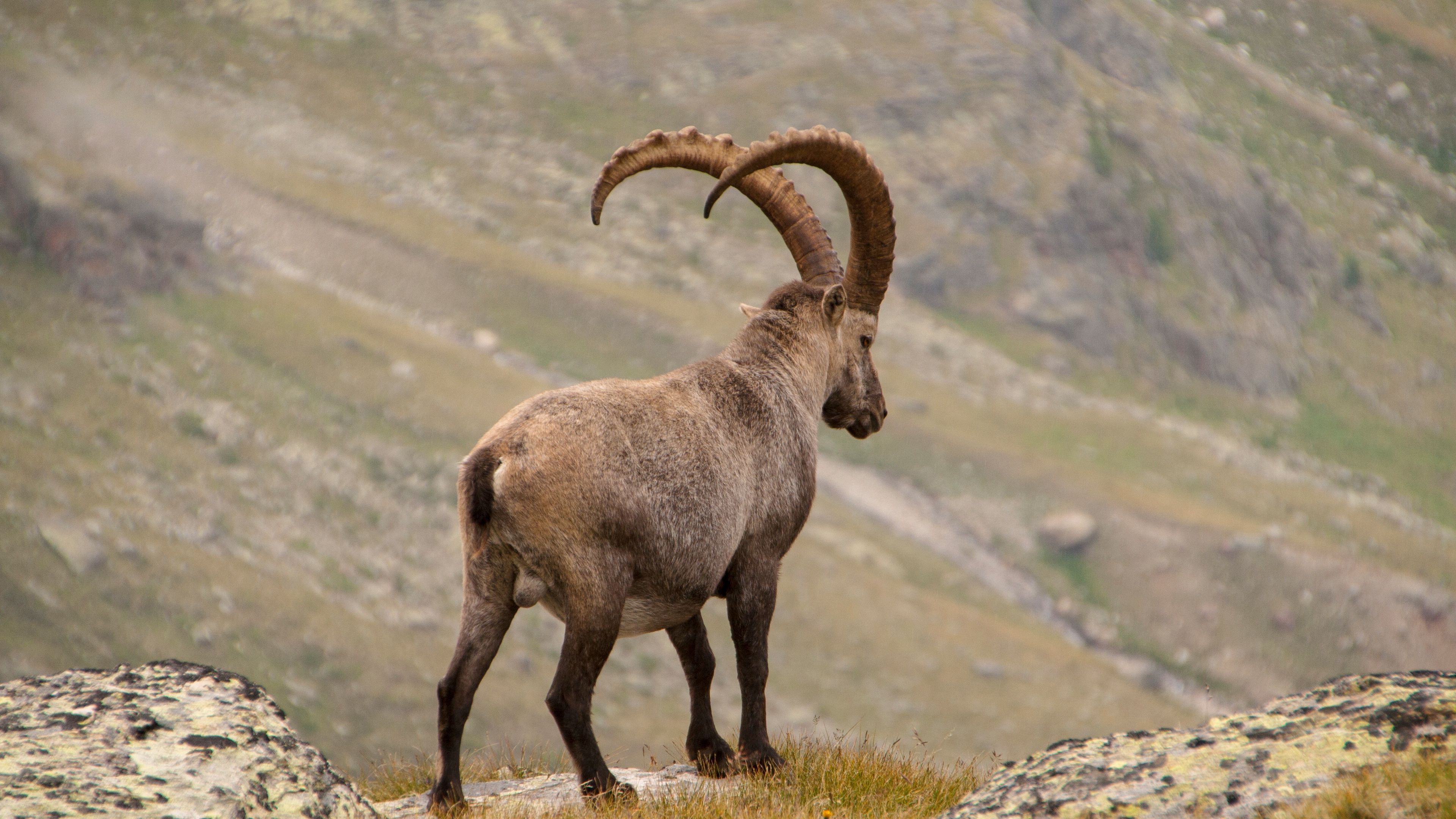 3840x2160 Download wallpaper 3840x2160 alpine ibex, goat, mountains, horns 4k uhd 16:9 HD background