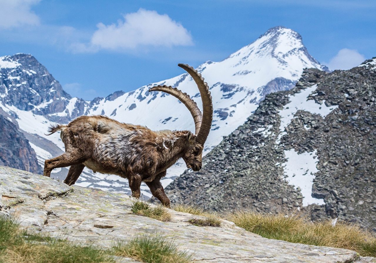 1280x896 Photos Goat Horns Capra ibex Nature mountain Artiodactyl animal