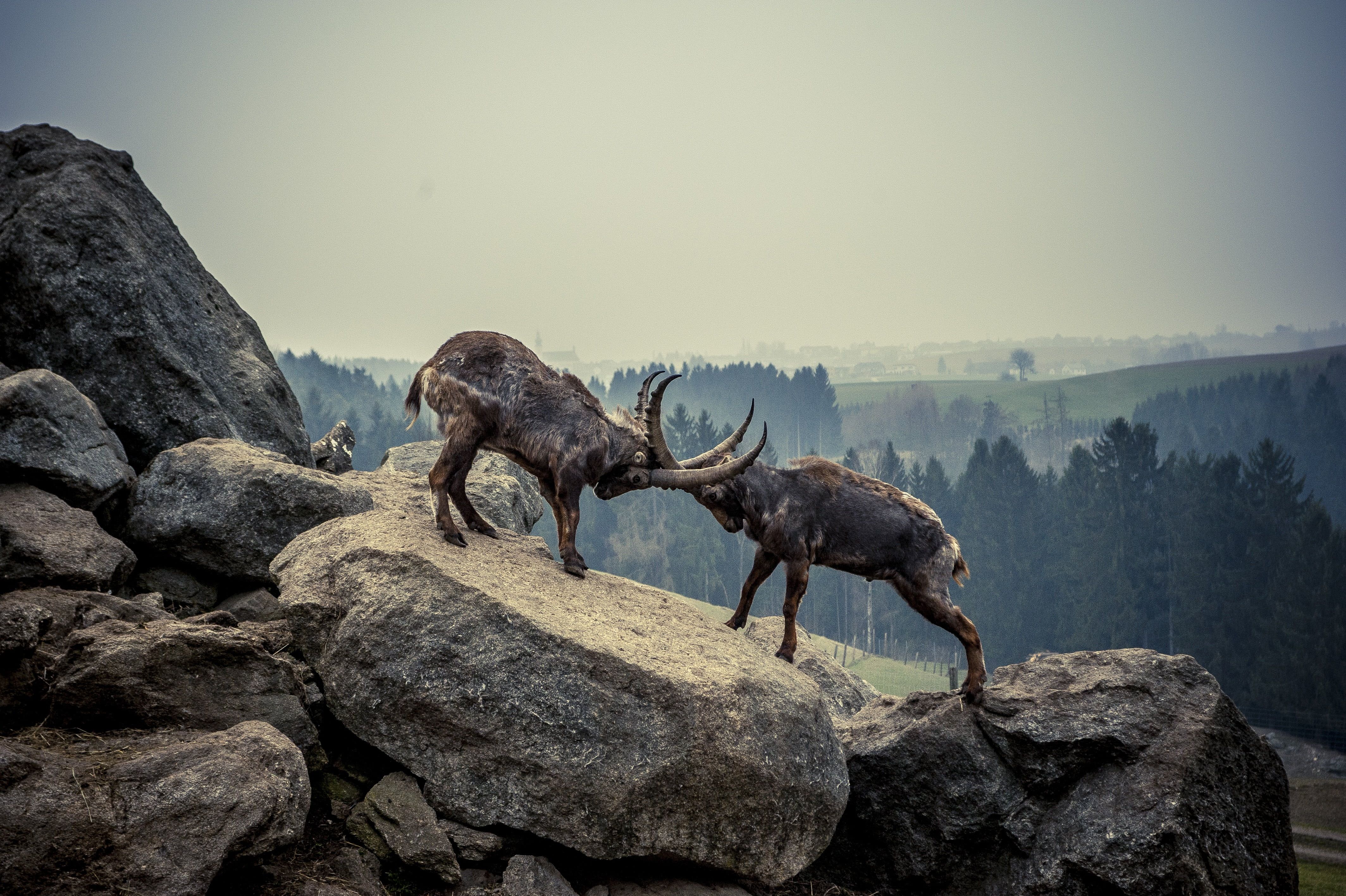 4256x2832 Wallpaper / foggy, gloomy, lifestyles, land, branch, alpine ibex, capricorn, wicked capricorn, vertebrate, real people, leisure activity, mammal, wildlife, goat, silhouette free download