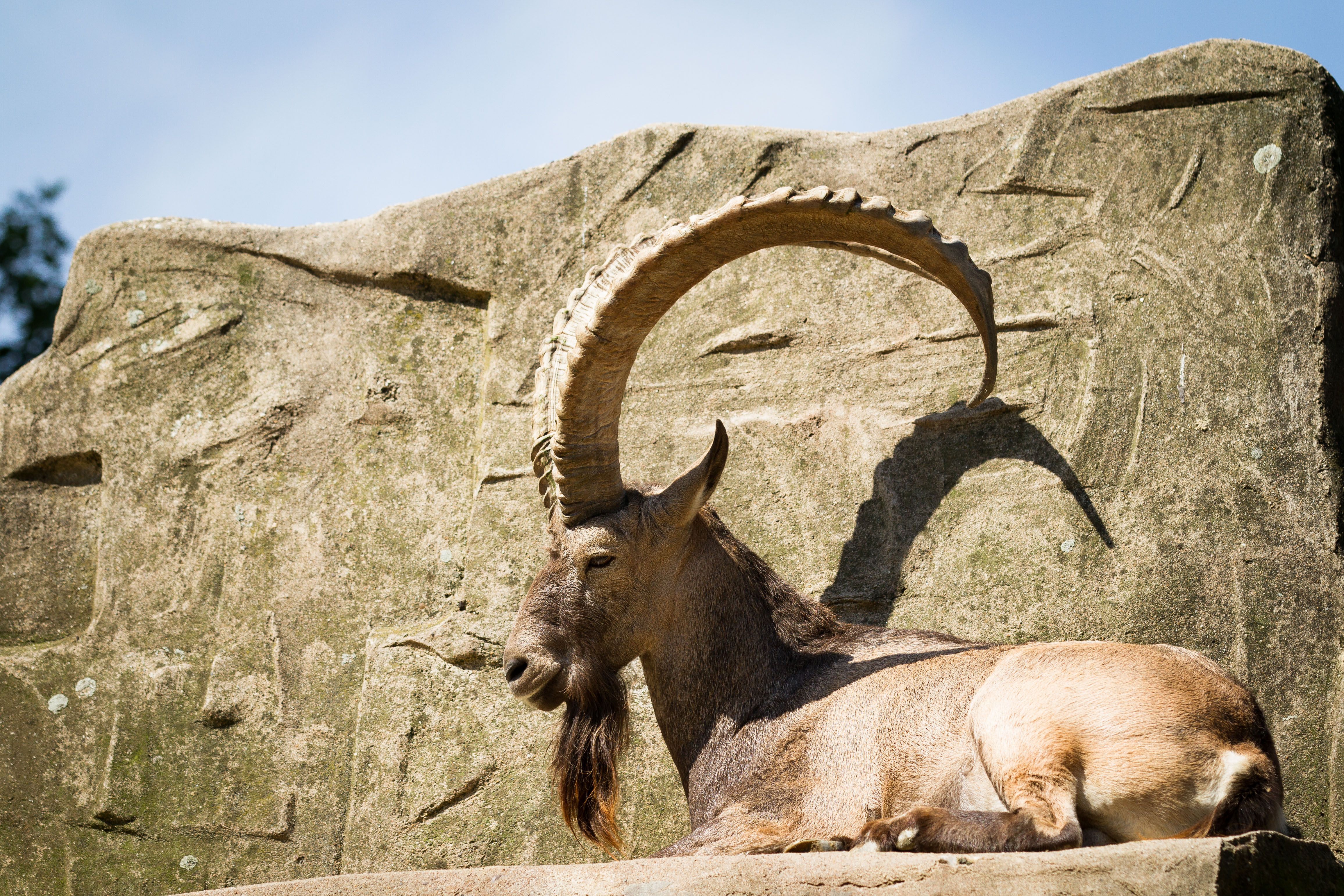 4624x3083 Animal Alpine Ibex 4k Ultra HD Wallpaper by Cloudtail the Snow Leopard