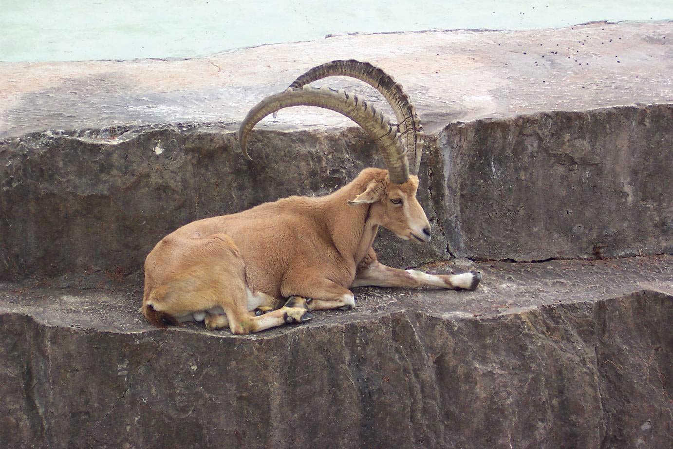 1382x922 Ibex Wallpaper