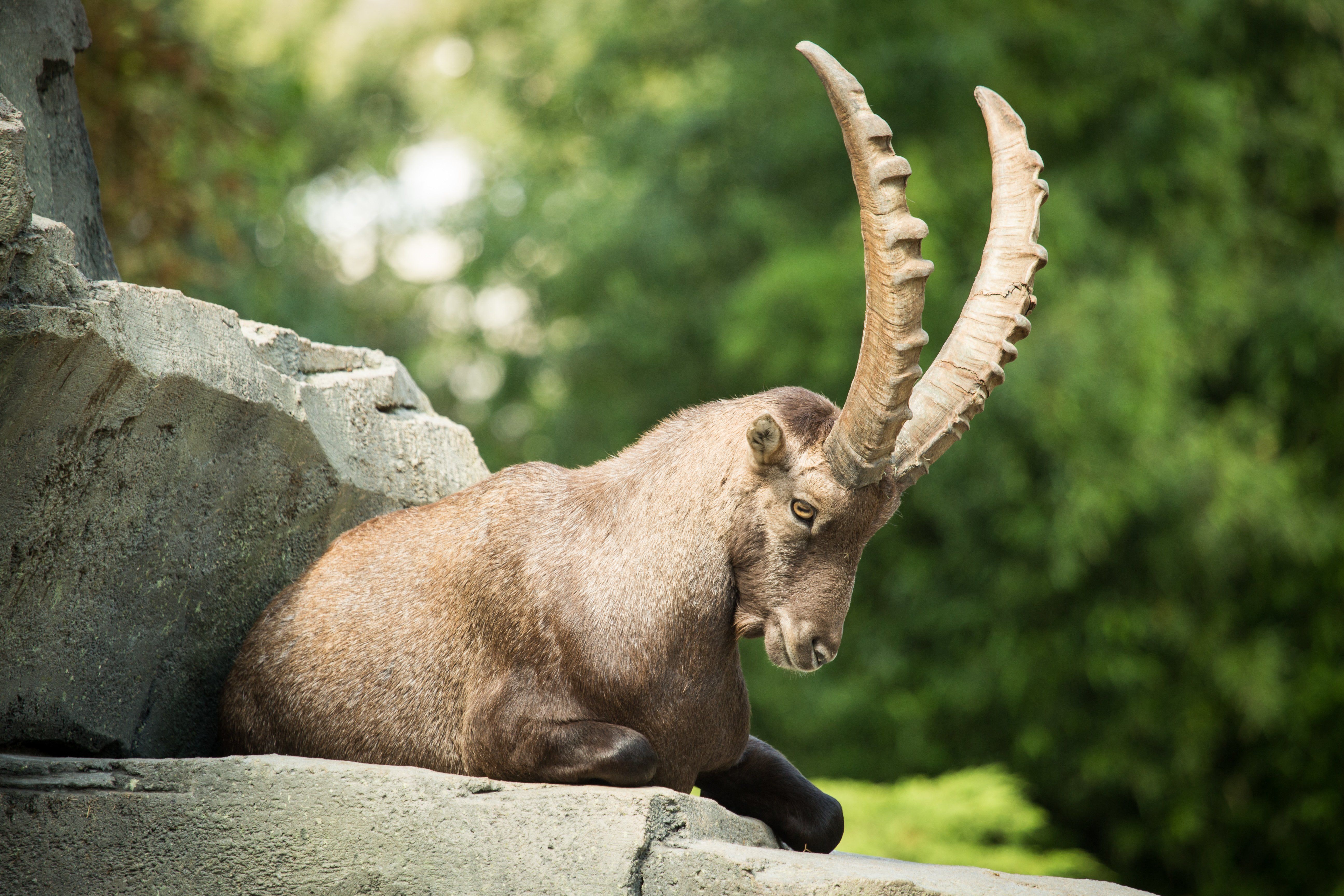 5182x3456 Artiodactyl Stones Capra ibex Horns Animals goat sheep wallpaperx3456