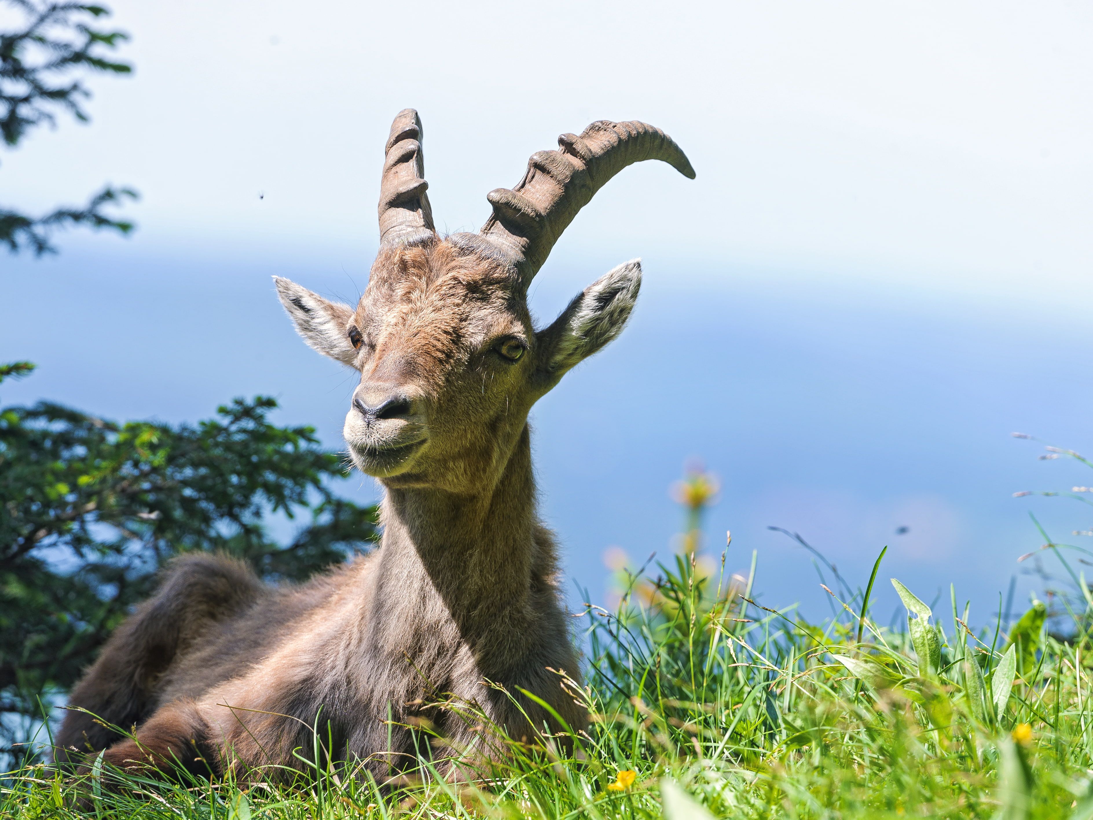 3776x2832 Wallpaper / 2K, mountain goat, ©Tambako The Jaguar, Alpine, grass, ibex free download