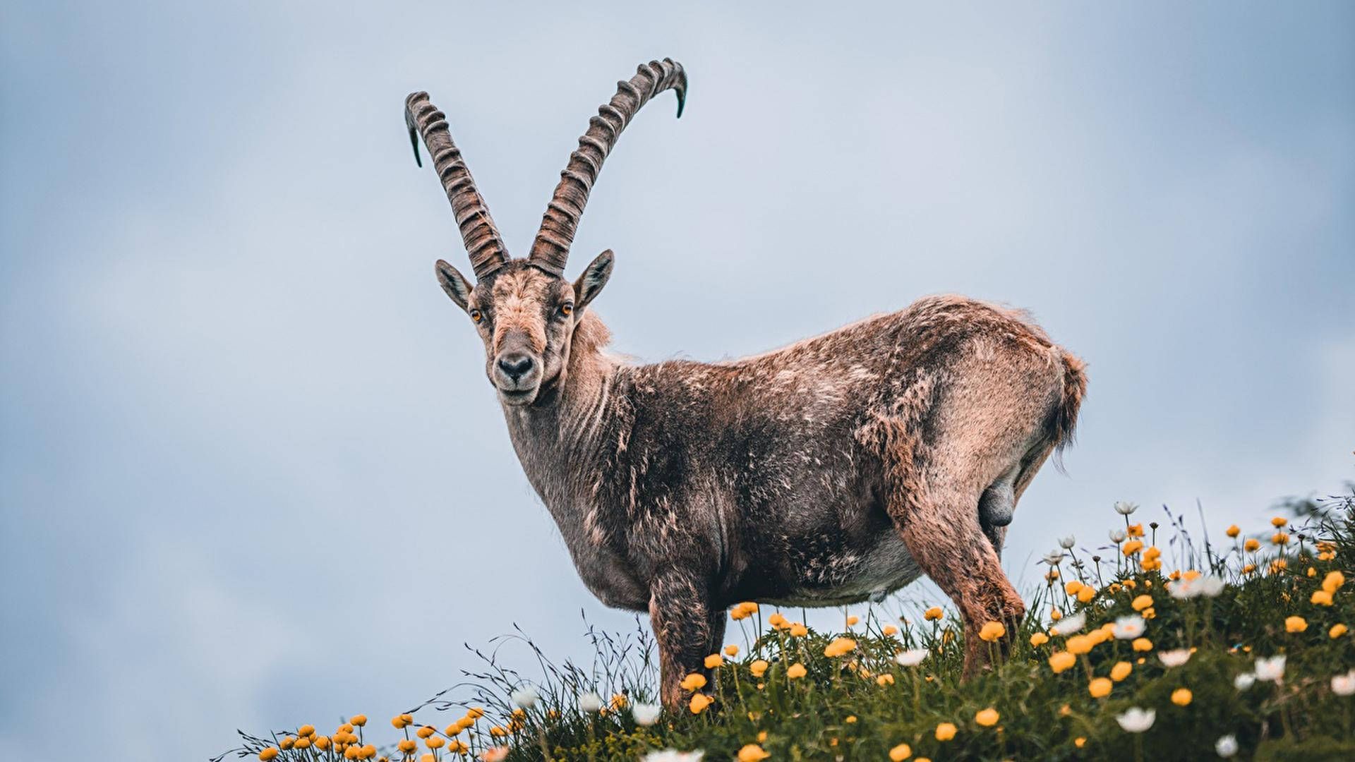 1920x1080 Download Goat In The Flower Garden Wallpaper
