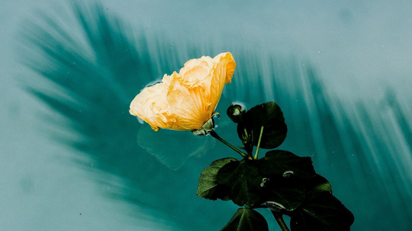 1600x900 Download wallpaper 1600x900 flower, water, moisture, melancholia widescreen 16:9 HD background
