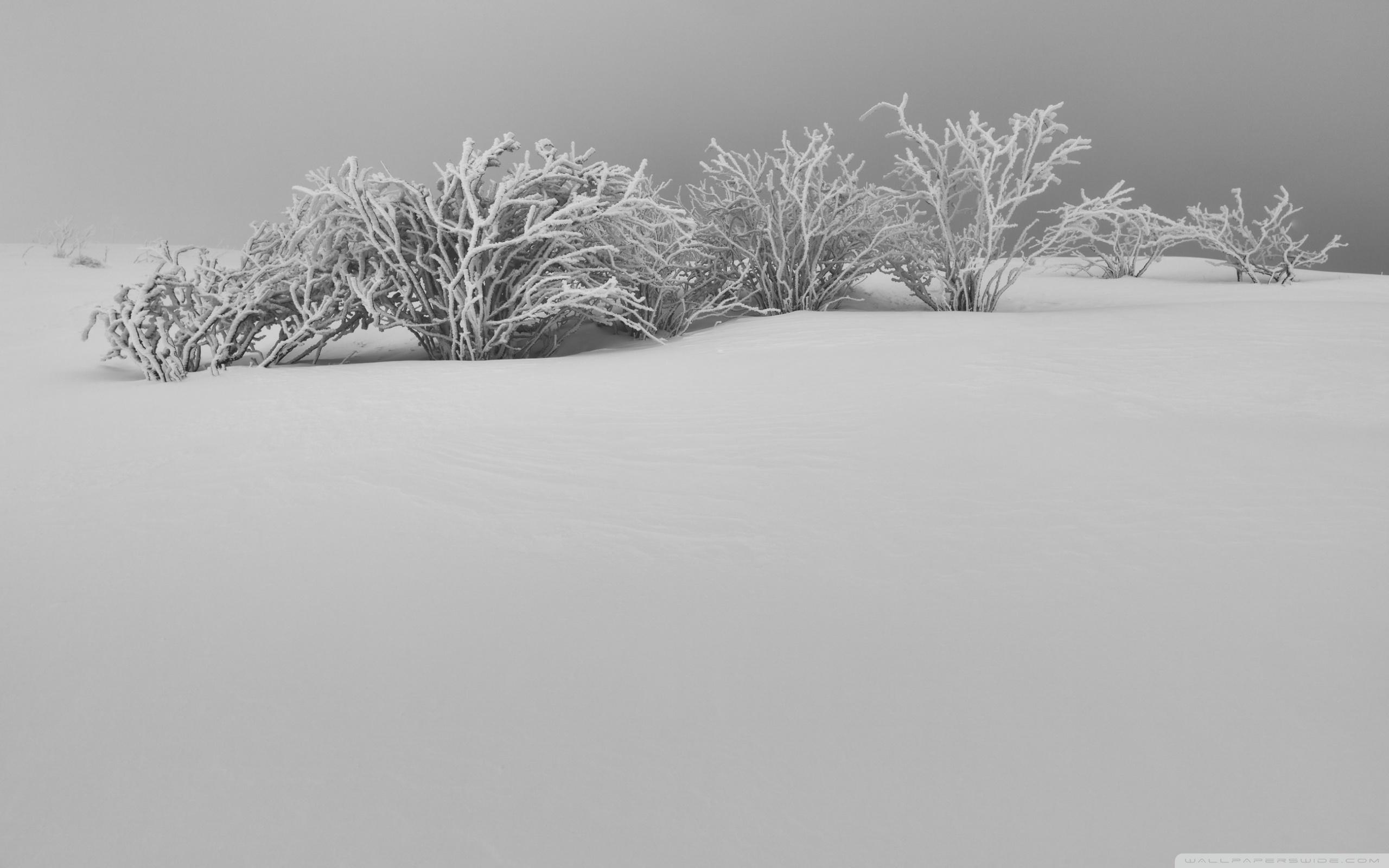2560x1600 Winter White Snow Aesthetic Black and White ❤ Máy tính để bàn HD 4K