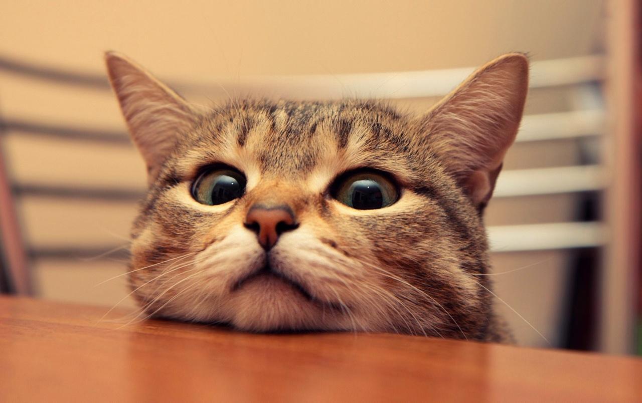1280x804 Cute Cat wallpaper. Cute Cat