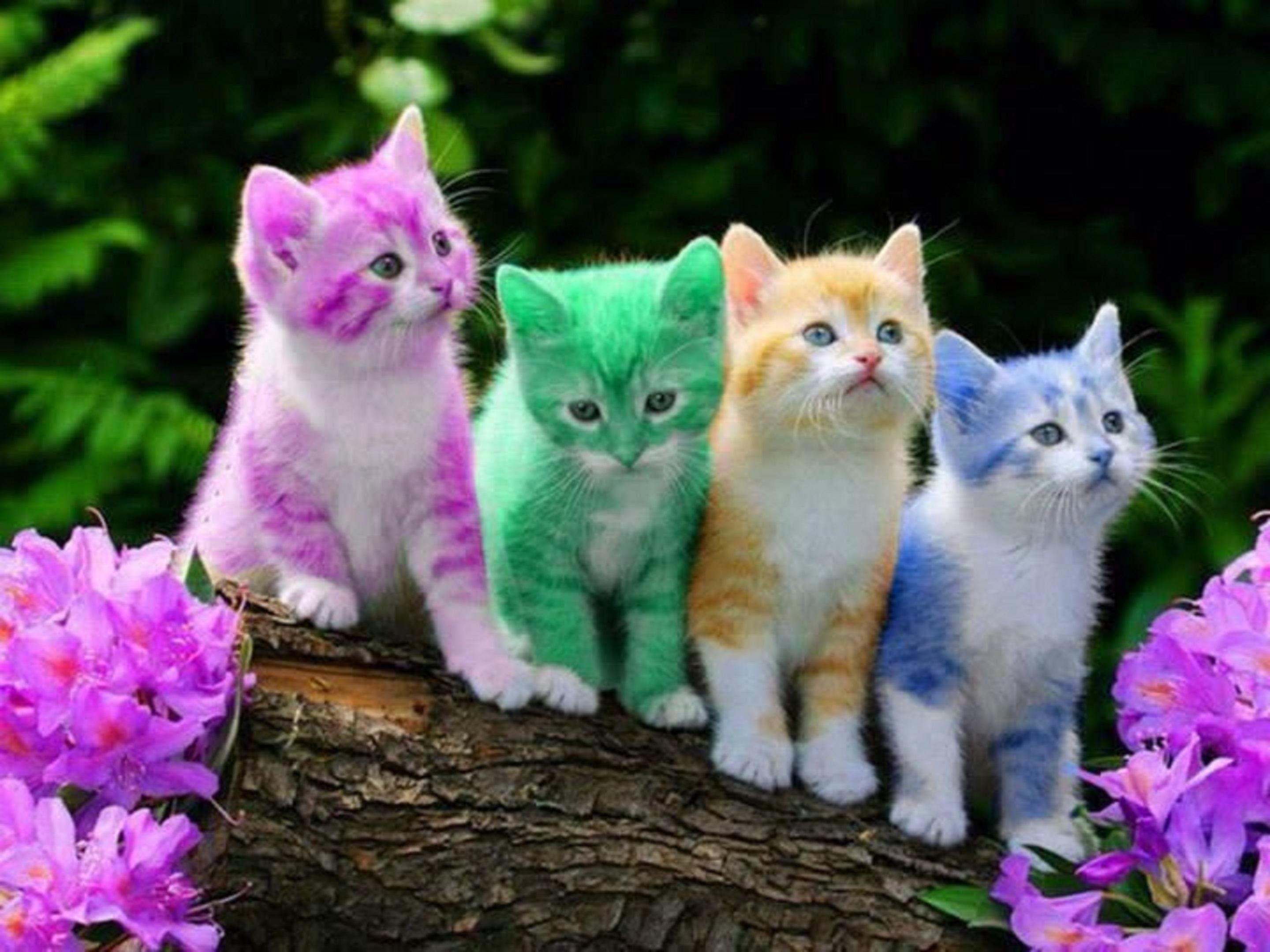 2880x2160 Cats Wallpaper Rainbow KIttens. Animal Wallpaper