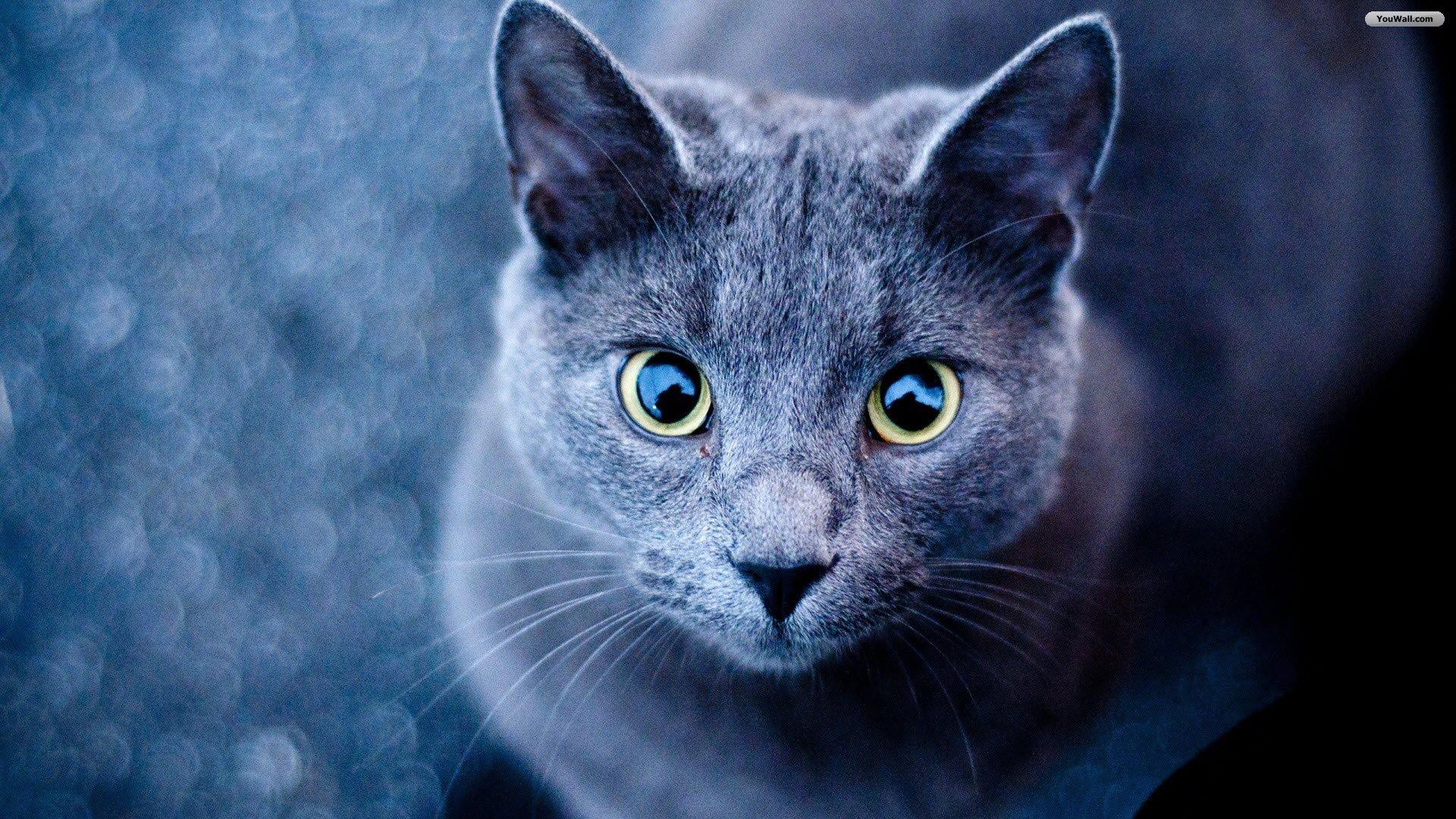 1920x1080 Cats Wallpaper 17 X 1080