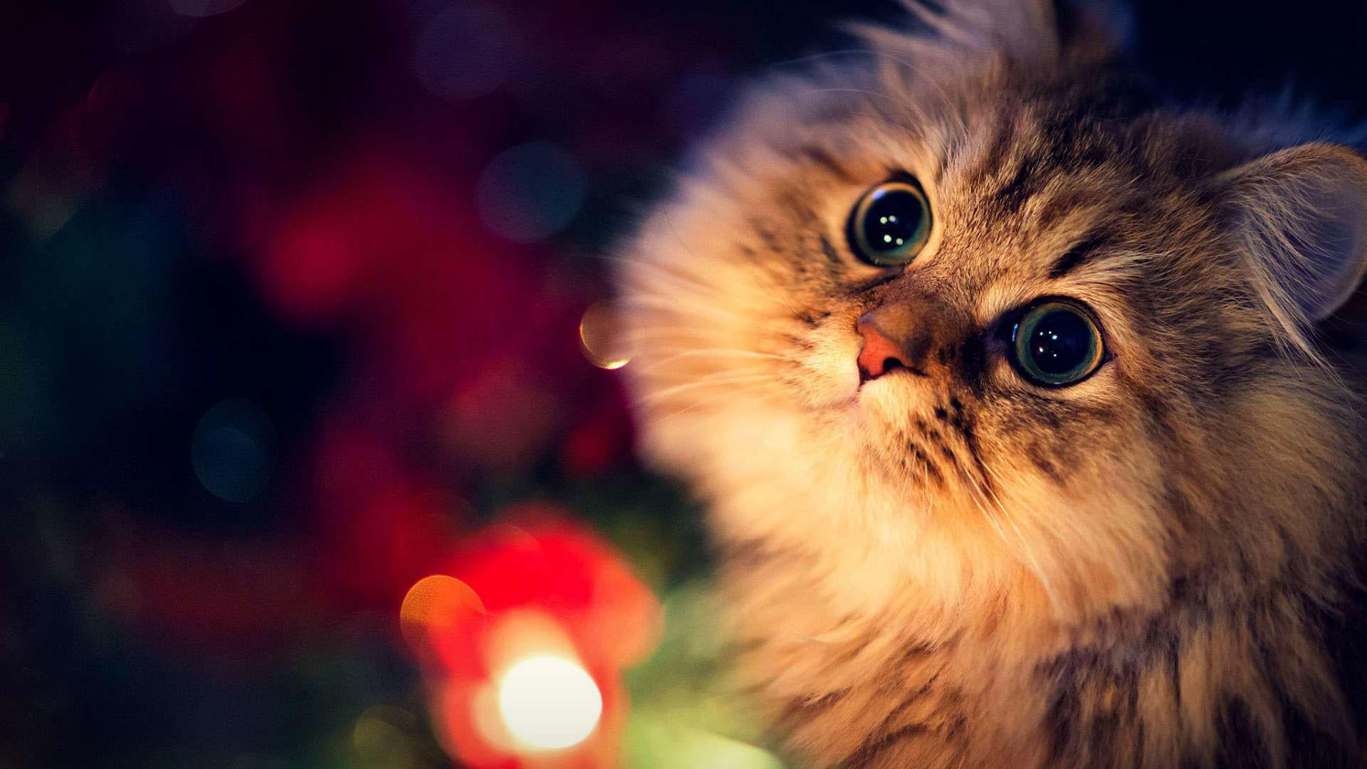 Cute Christmas Cat Desktop Wallpapers - Top Free Cute Christmas ...