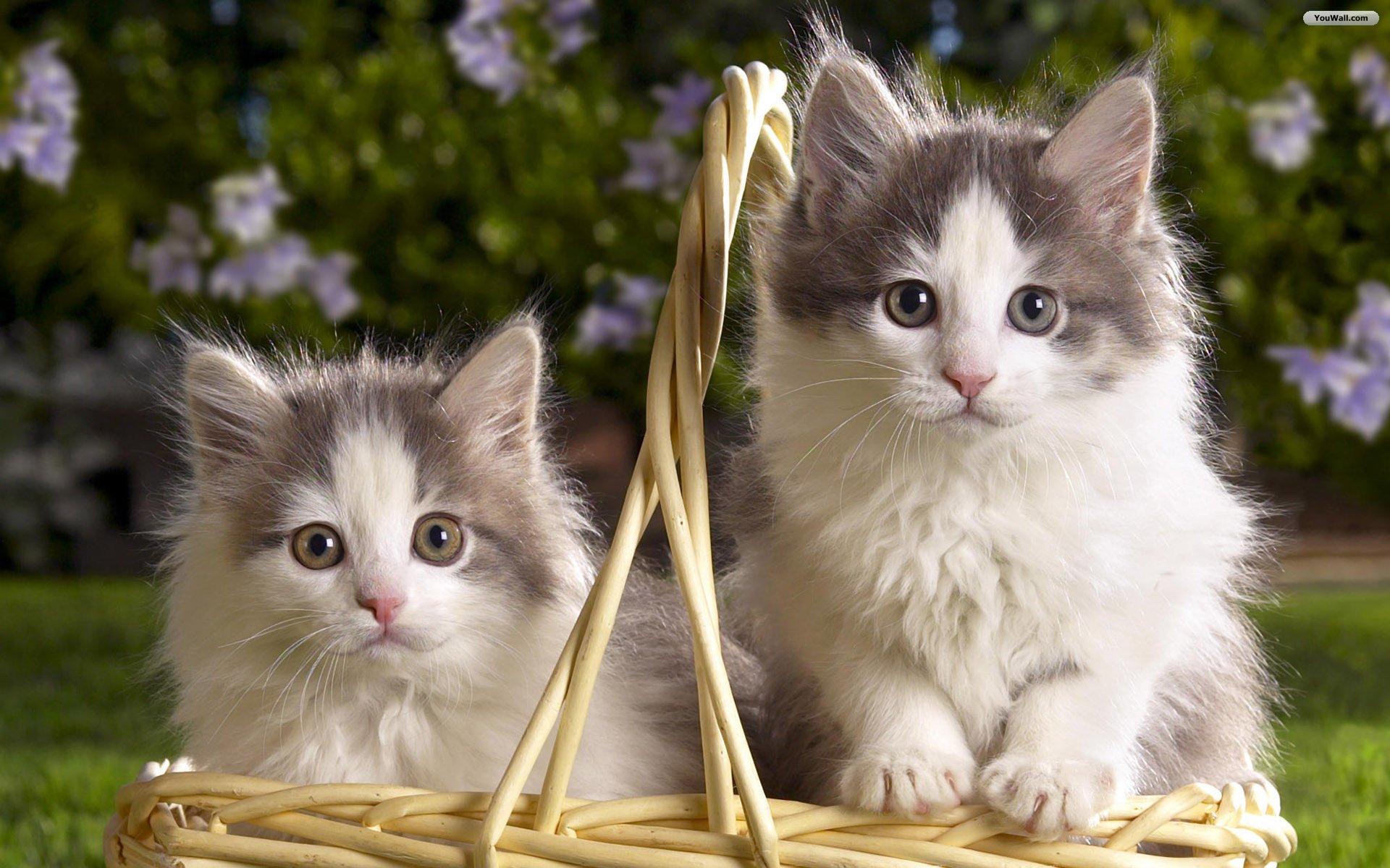 1920x1200 YouWall Cats Wallpaper, wallpaper, free