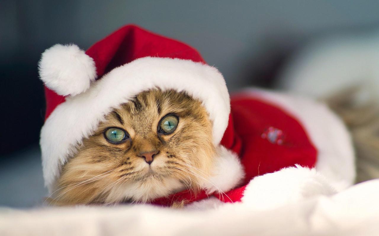 1280x800 Cats Wallpaper HD for Android