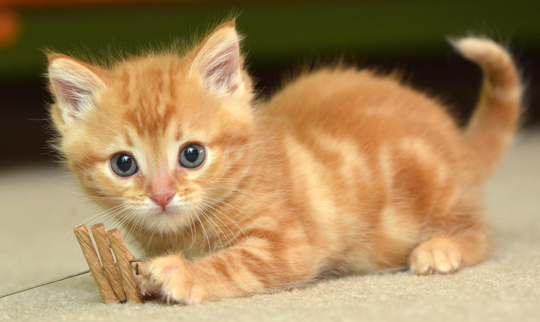 1810x1081 Cats Wallpaper 14 X 1081