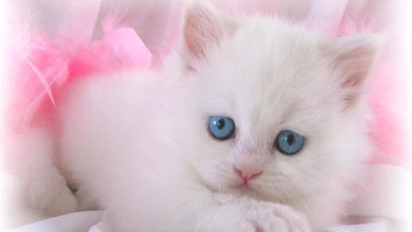 1366x768 Cute and Lovely Cat Wallpaper for Desktop