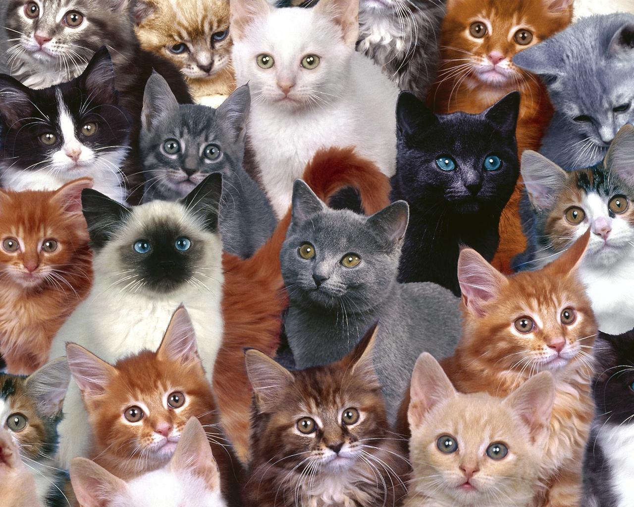 1280x1024 Cats image Cats wallpaper HD wallpaper and background photo