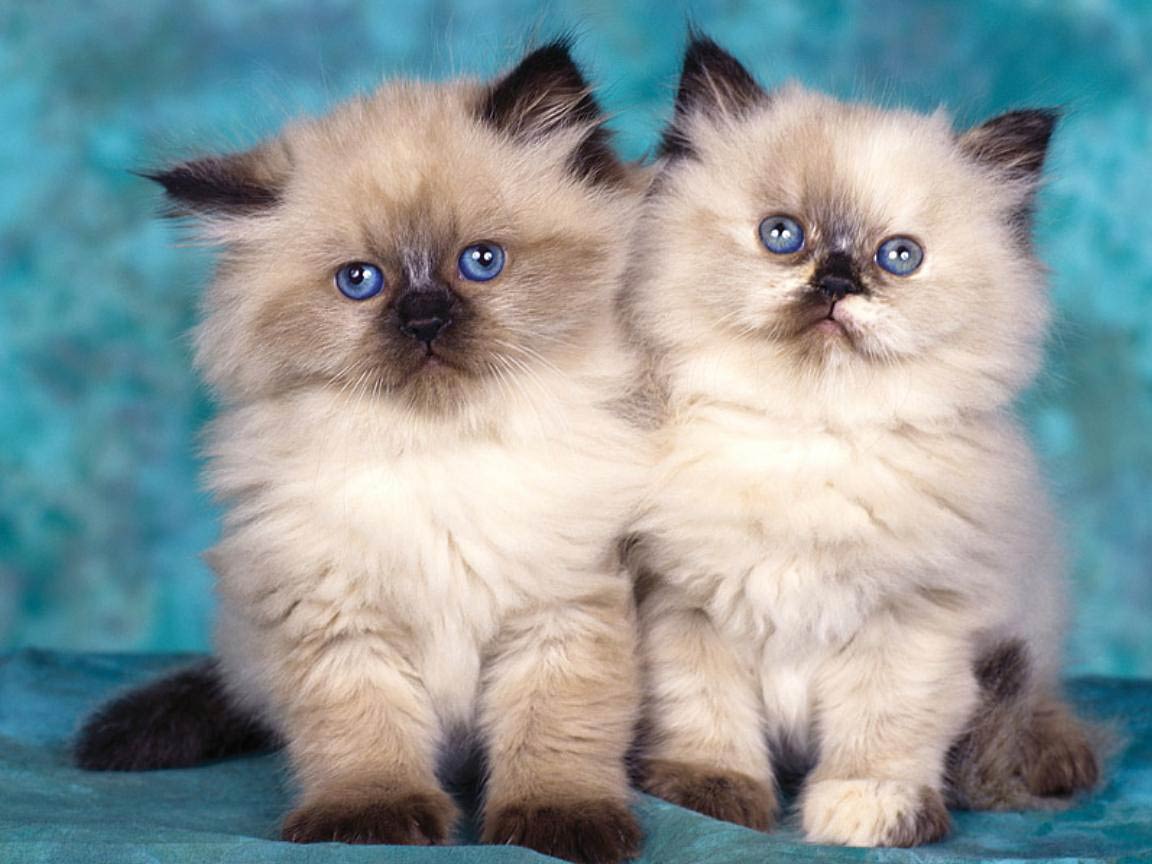 1152x864 Free Cats wallpaper Wallpaper