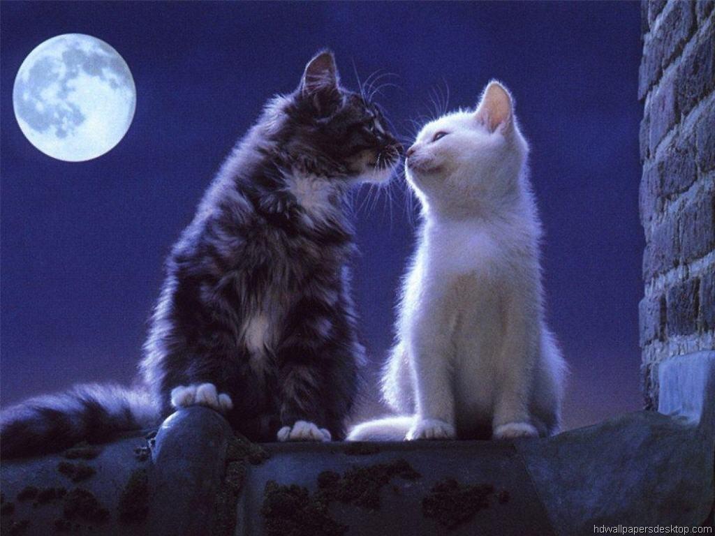 1024x768 Cats Wallpaper 26 X 768
