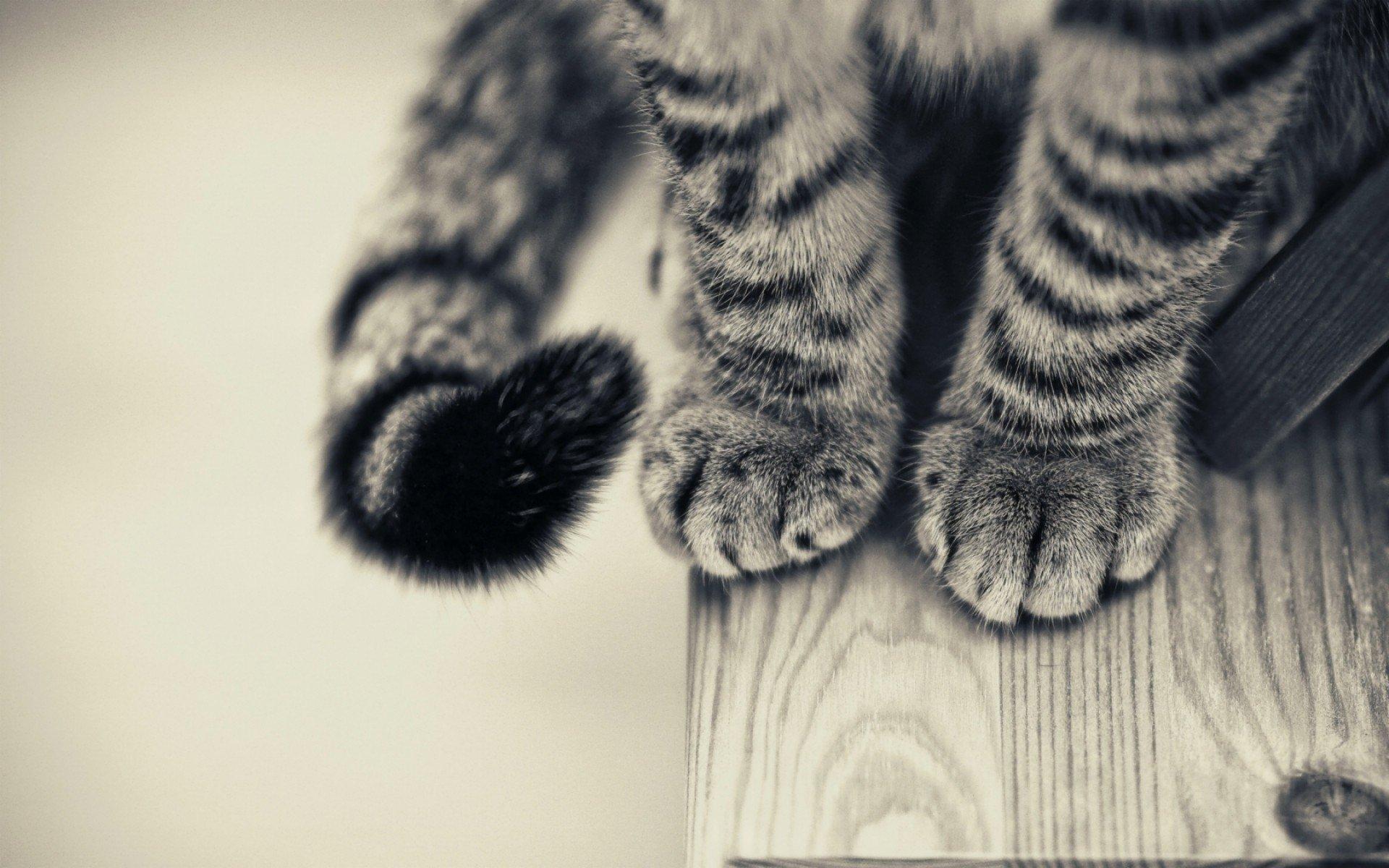 1920x1200 Cat wallpaper