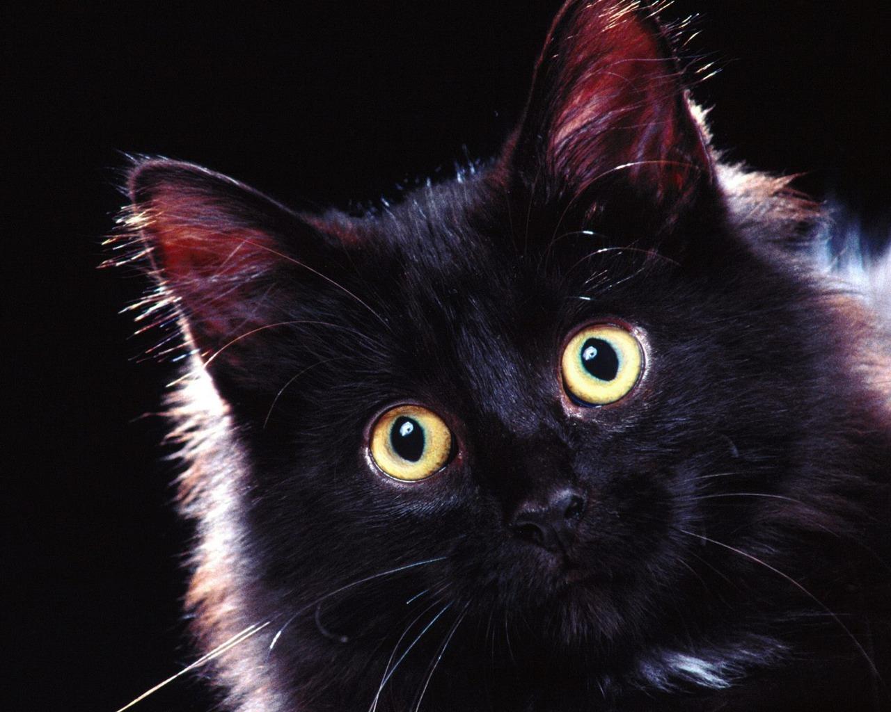1280x1024 New: Cats Wallpaper / Cute / Funny / Beautiful