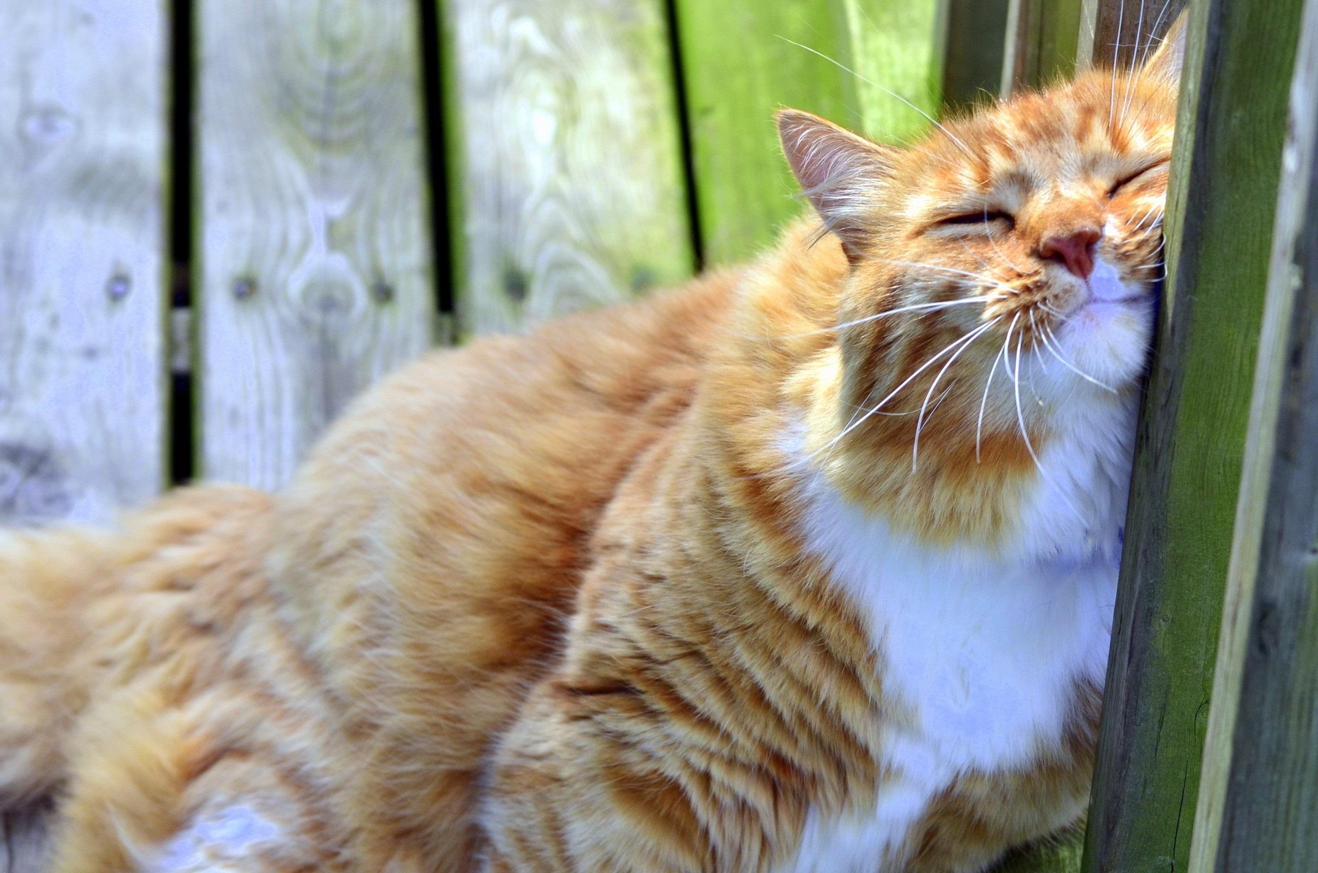 2560x1696 Lovely Cat Wallpaper HD