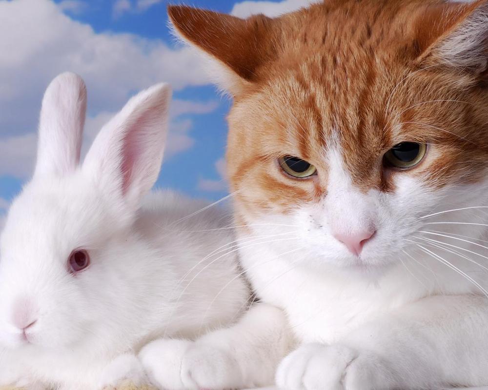 1000x800 Funny Cats Wallpaper Theme for Android