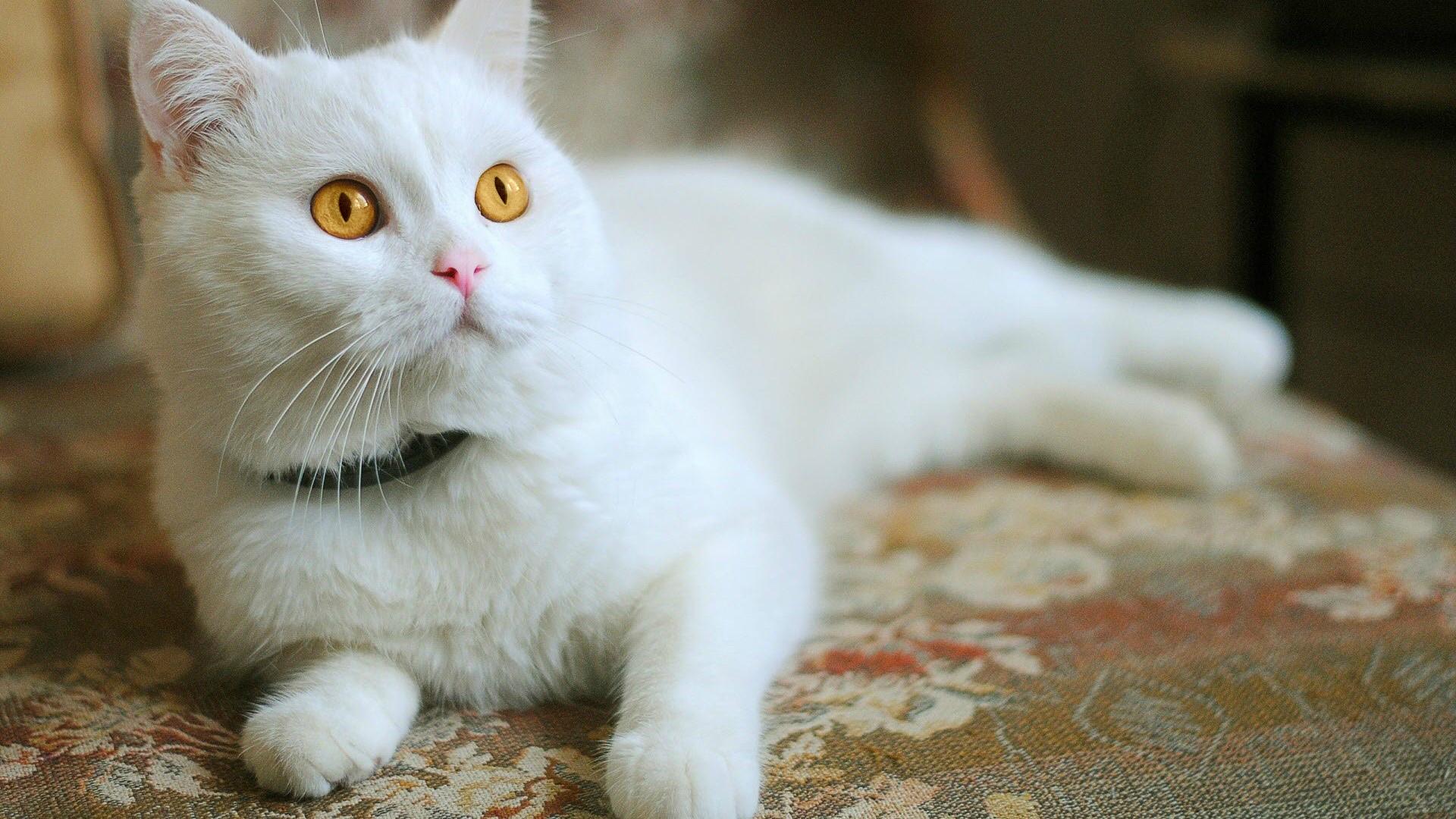 1920x1080 White cats wallpaper 1
