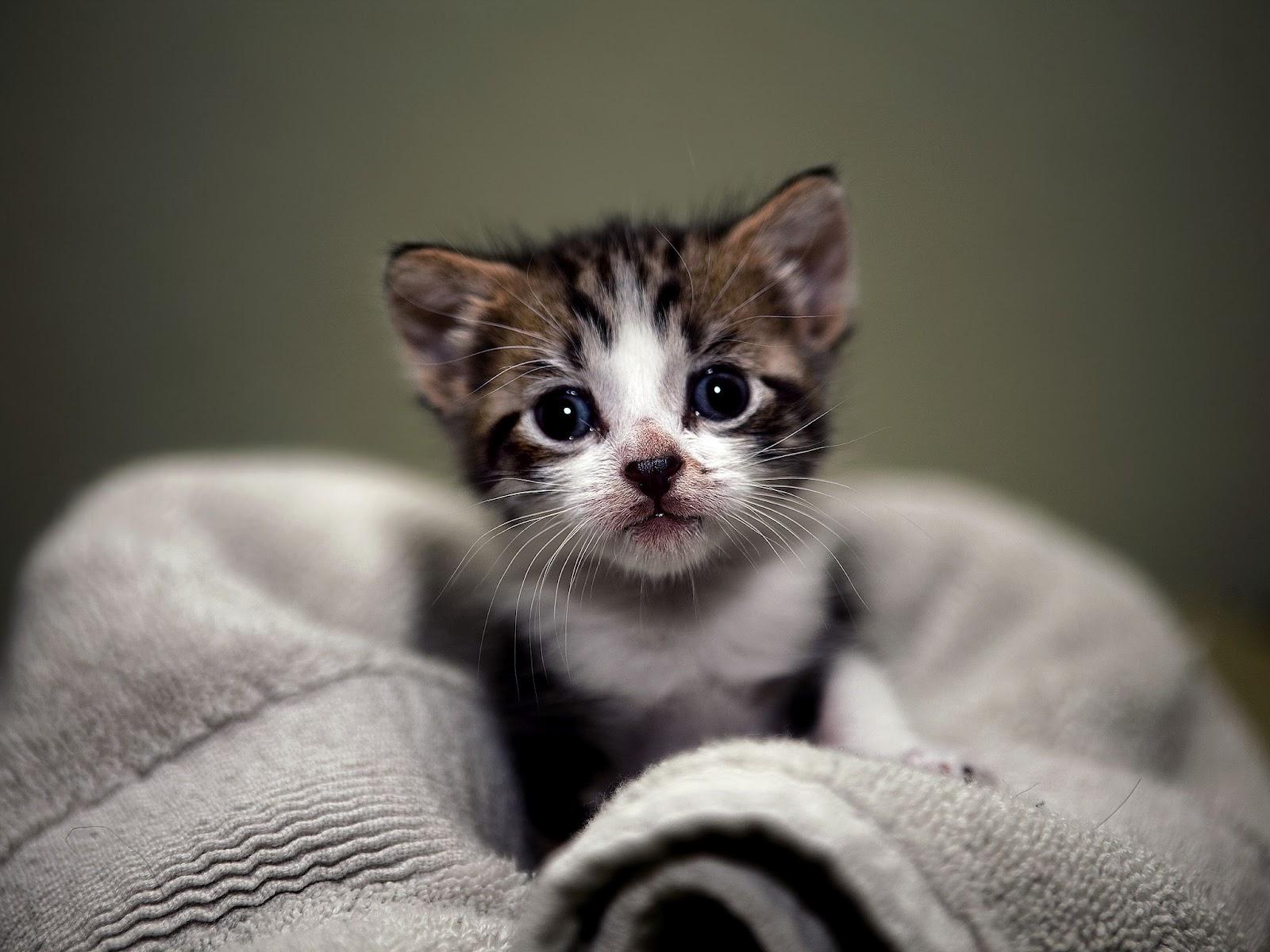 1600x1200 proxecto gato: cats wallpaper