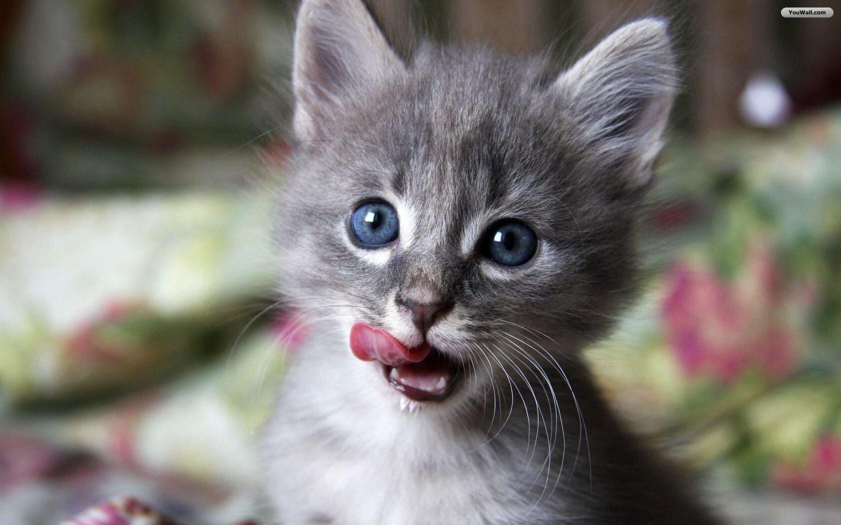 1680x1050 YouWall Baby Cat Wallpaper, wallpaper, free