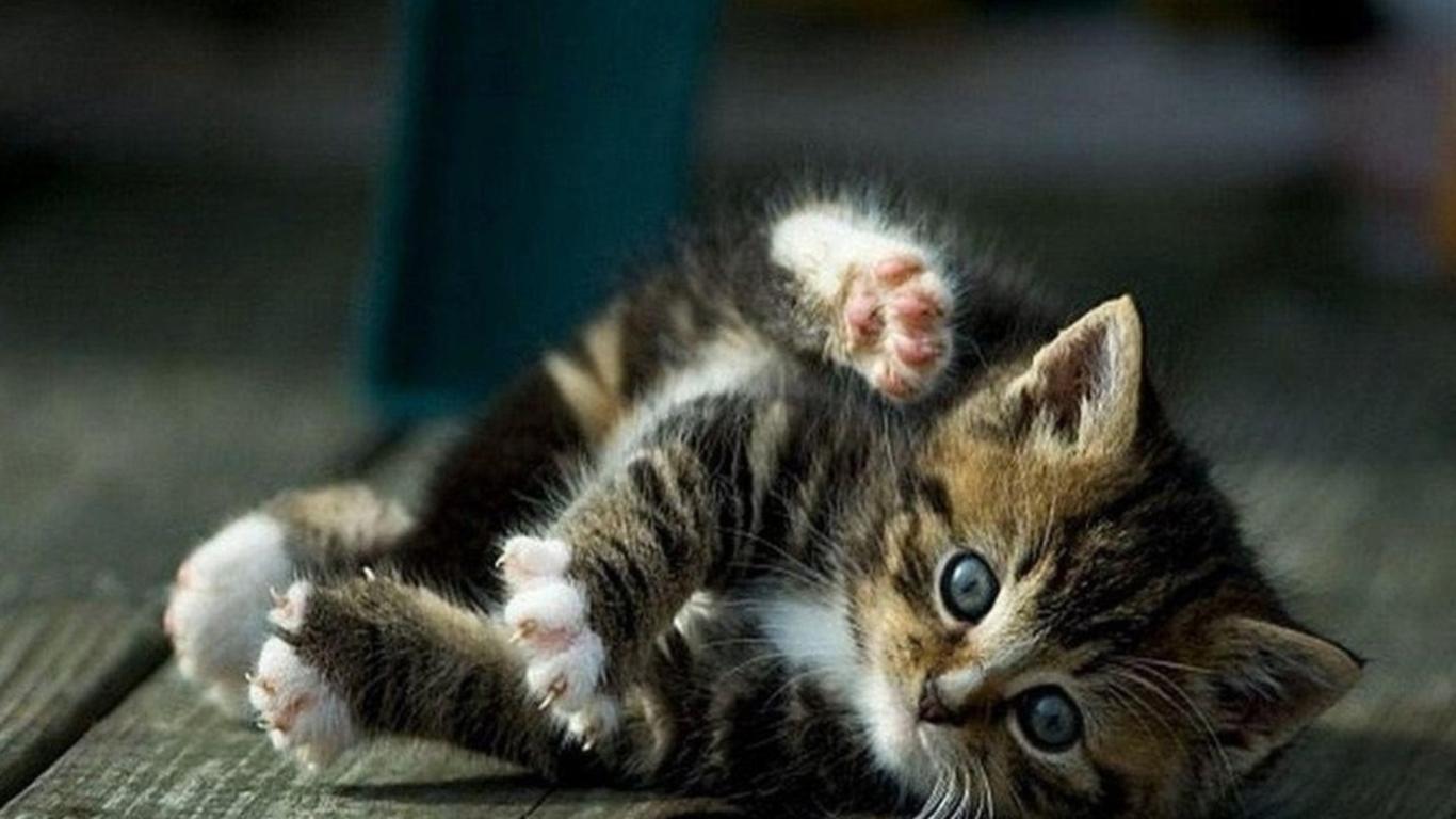 1366x768 Cats Wallpaper 10 X 768
