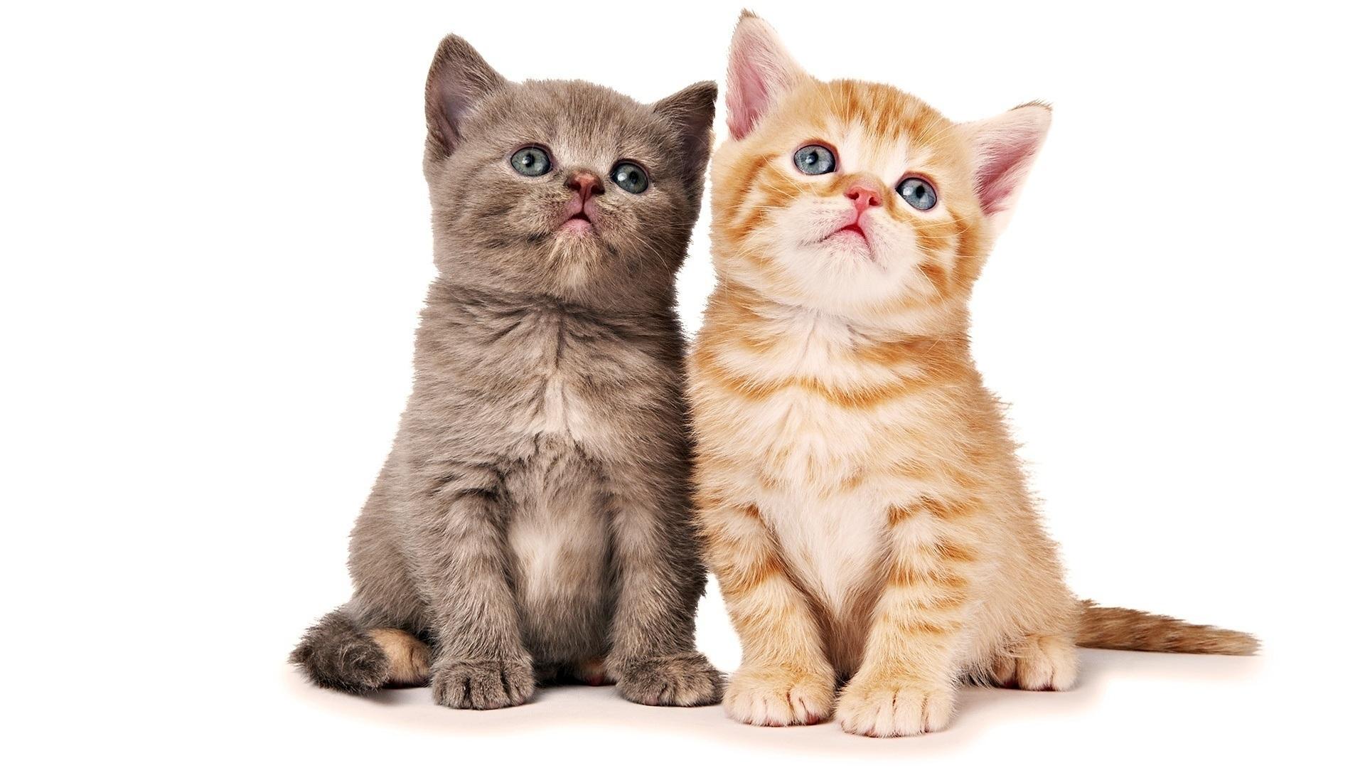 1920x1080 Baby cats wallpaper 2