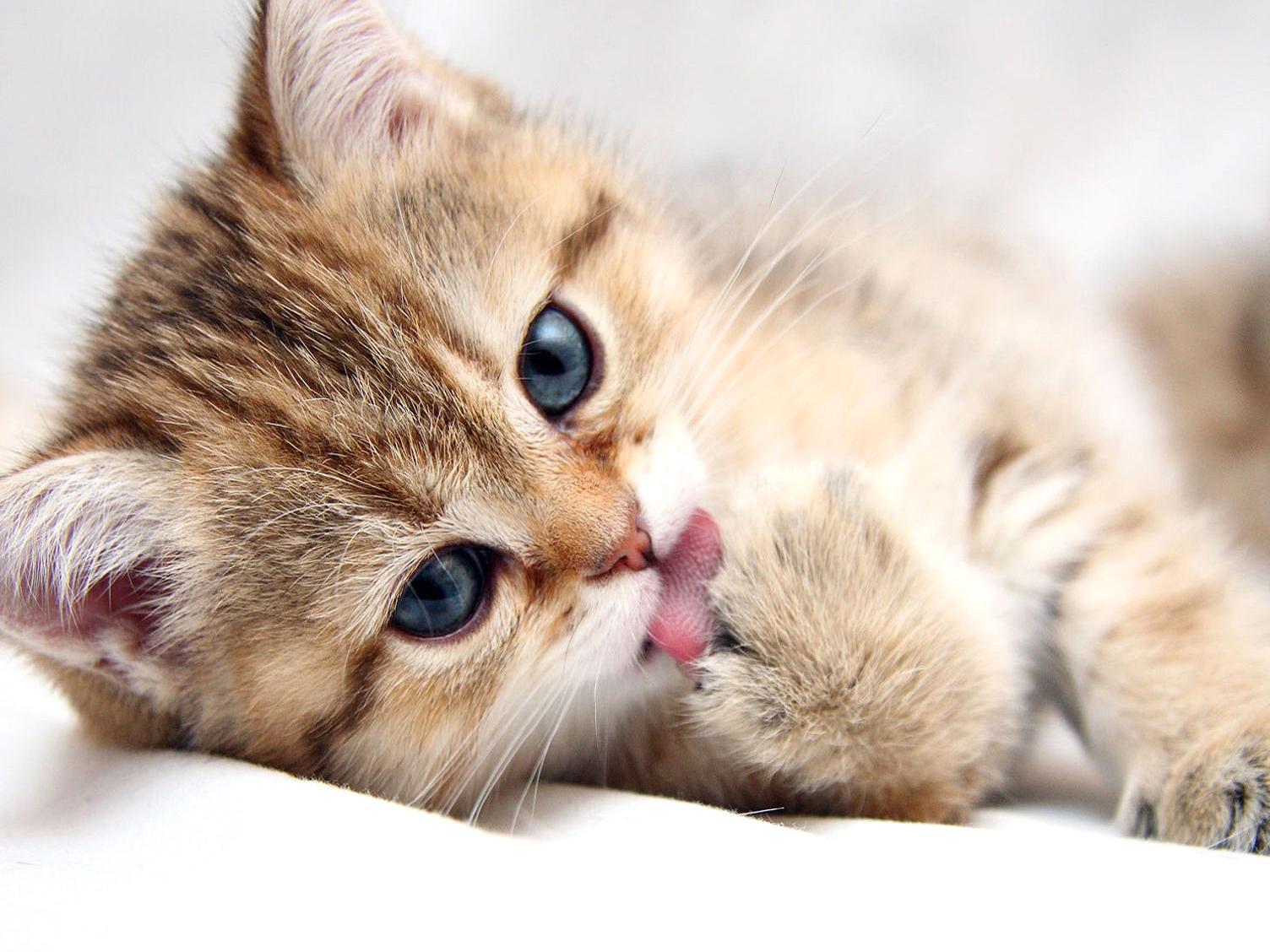 1504x1128 White, Cat, HD Cat Wallpaper, Puffy Cats, Widescreen Pussycats