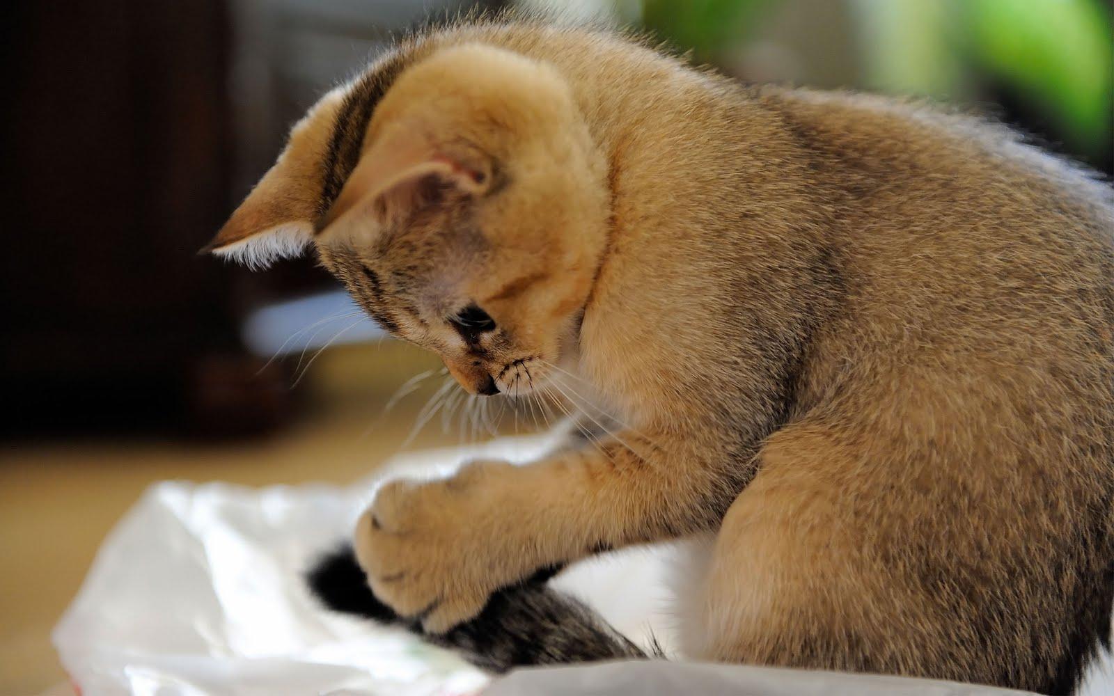 1600x1000 Cat Wallpaper for Walls