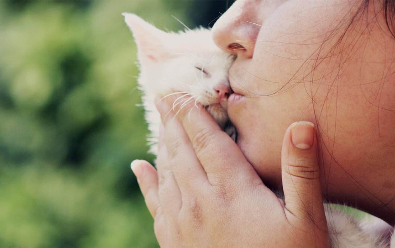 1280x804 Girl Kissing Small White Cat wallpaper. Girl Kissing Small White