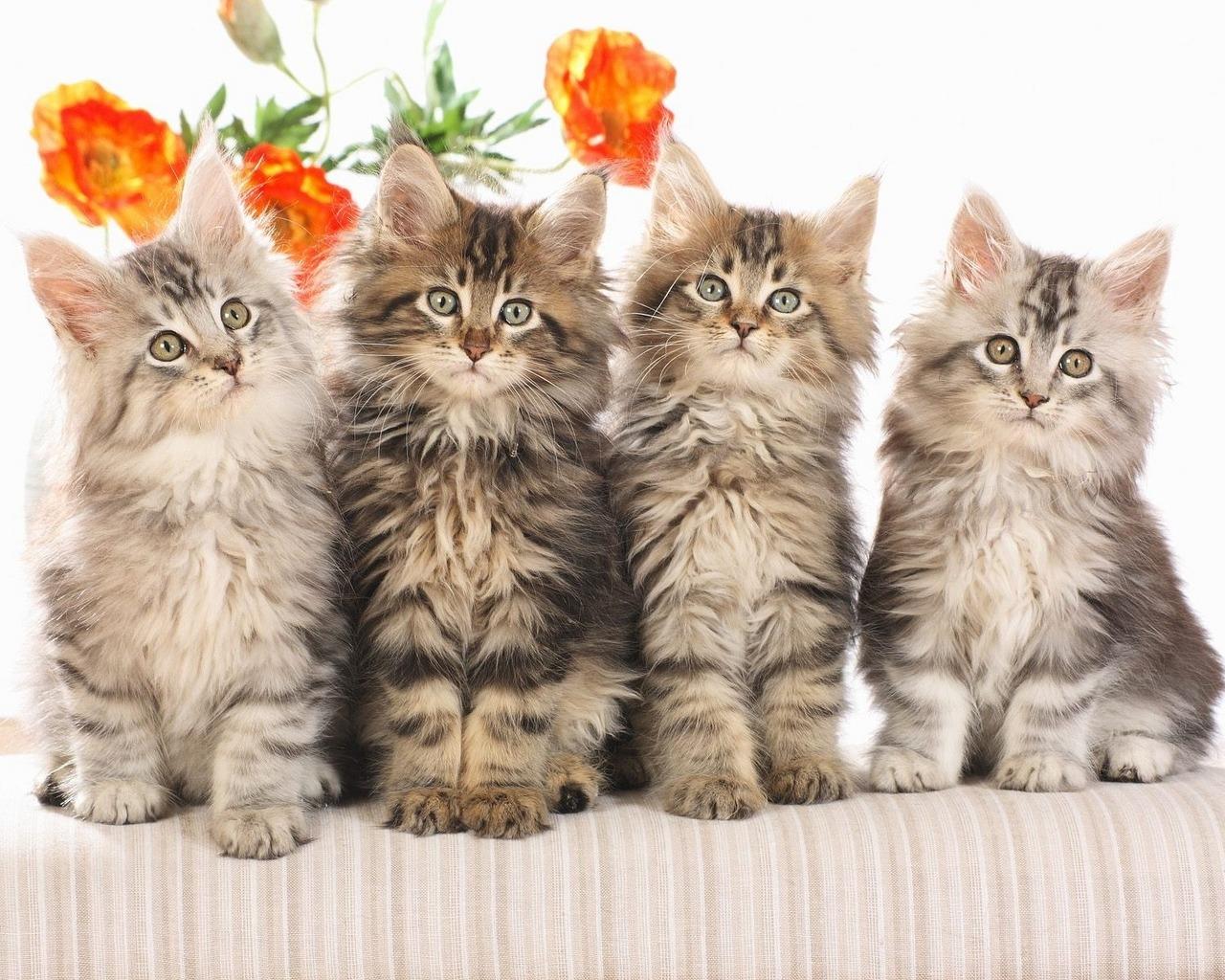 1280x1024 cat wallpaper free: Cat Desktop Wallpaper