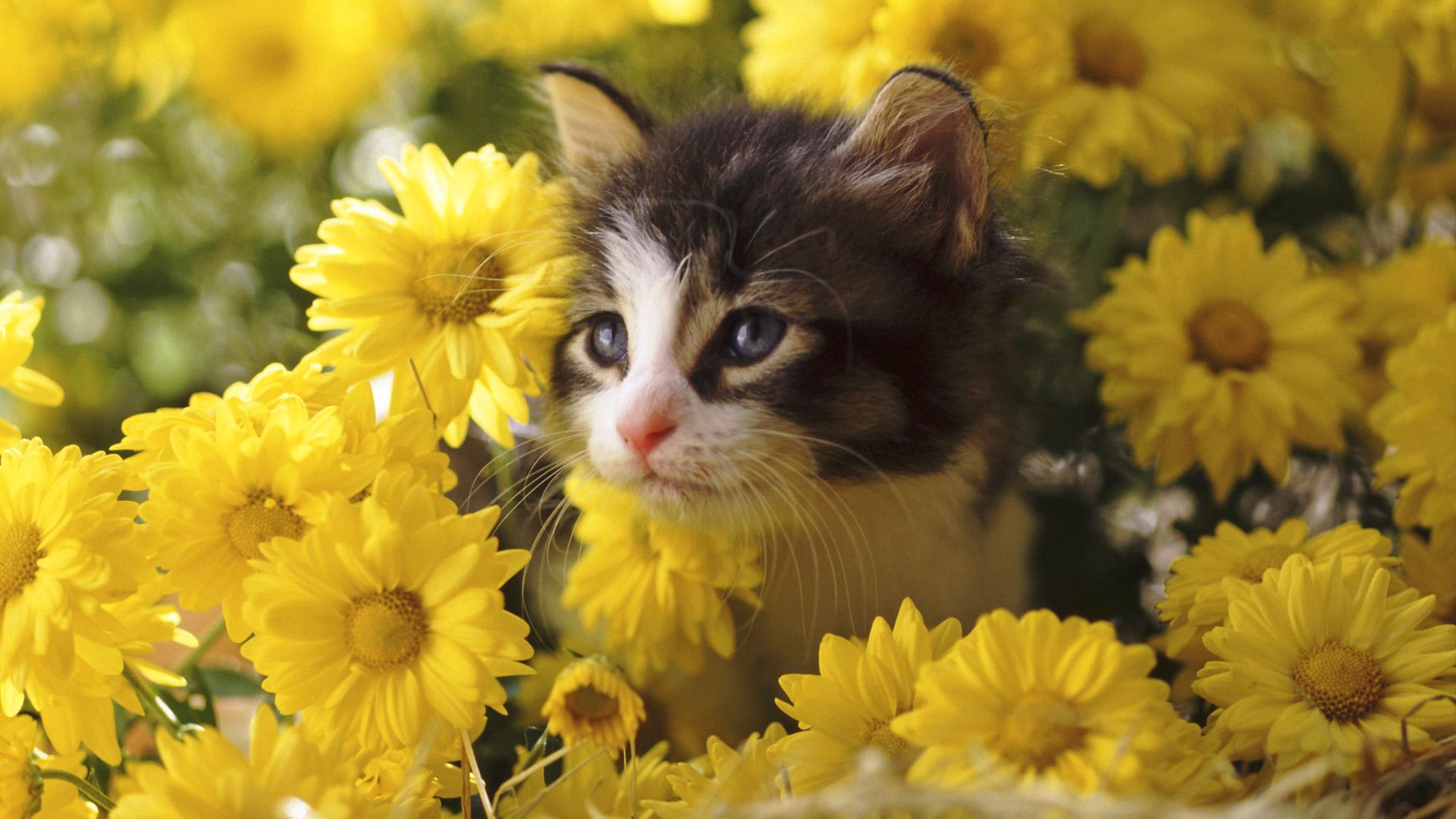1920x1080 Free HD Cat Wallpaper