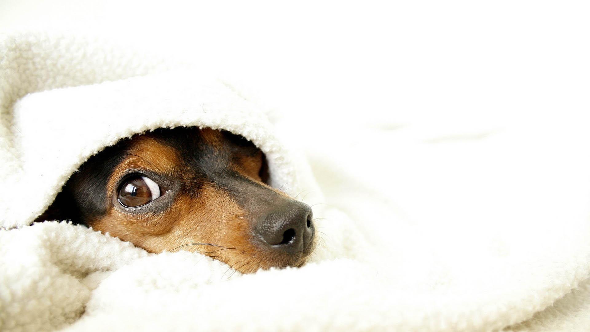 1920x1080 Cute Dog Wallpaper HD
