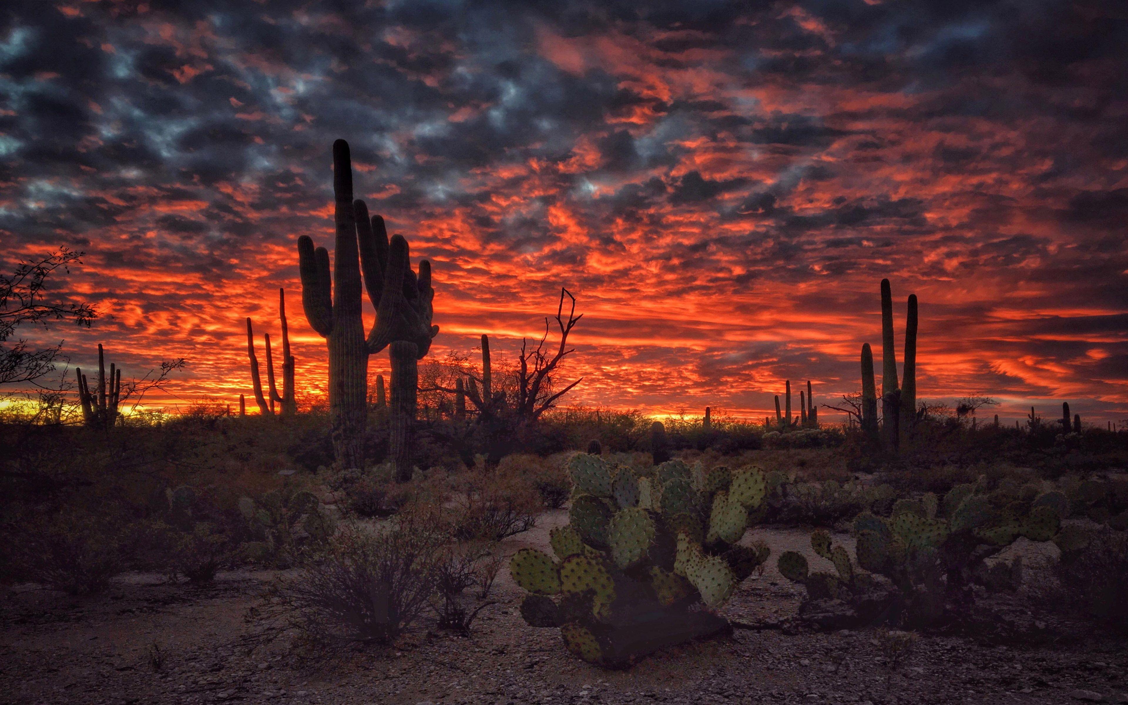 Cactus Sunset Background - carrotapp