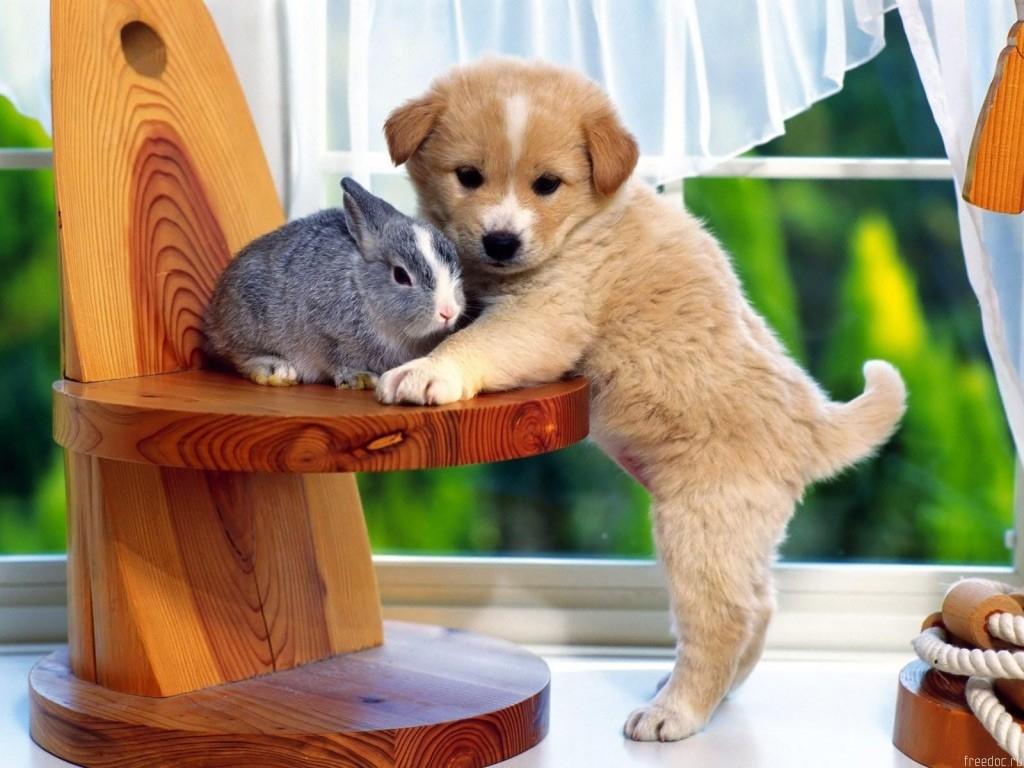 1024x768 doggy wallpaper