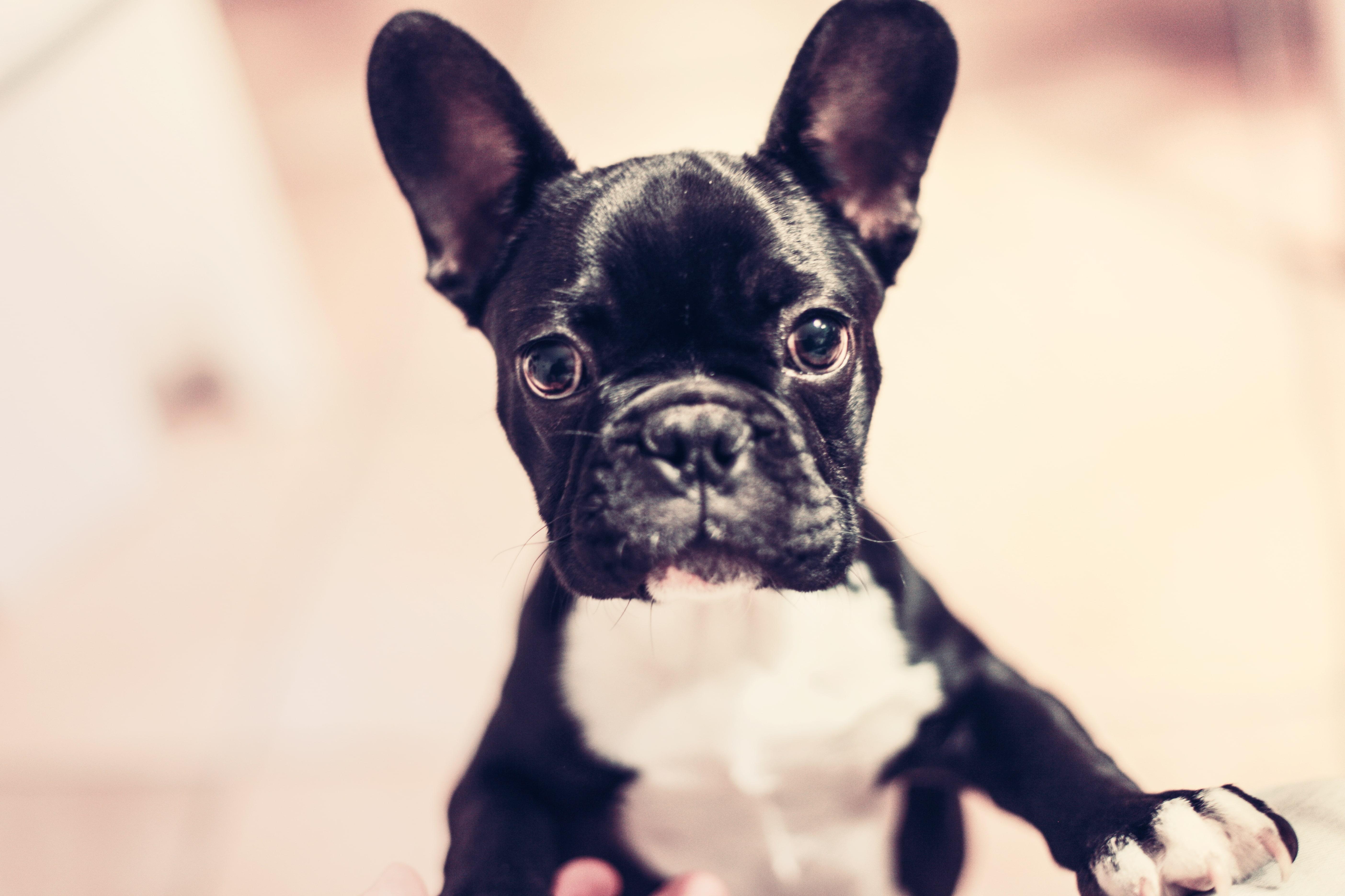 5616x3744 Dogs Wallpaper french bulldog