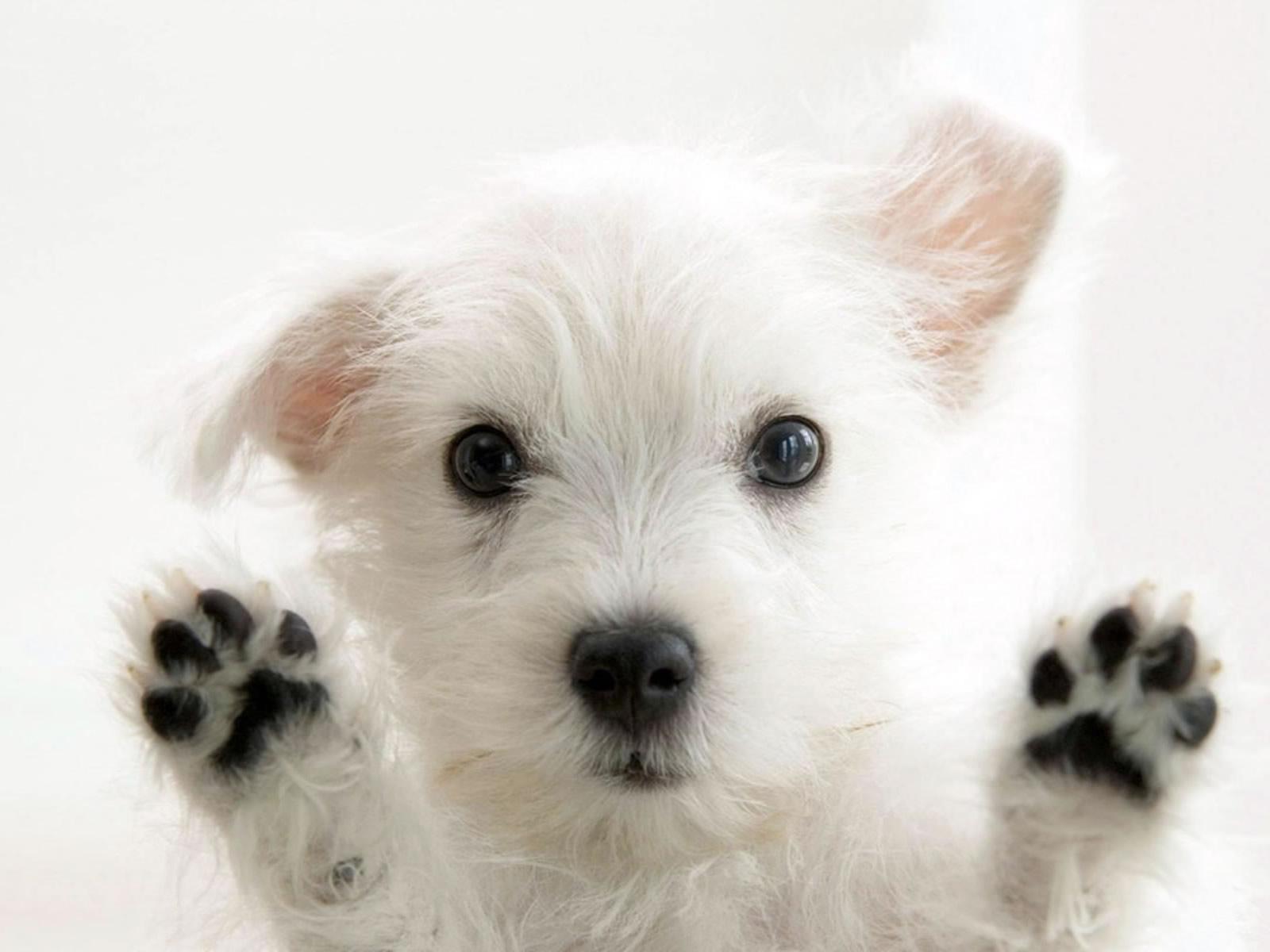 1600x1200 Cute Dogs Wallpaper